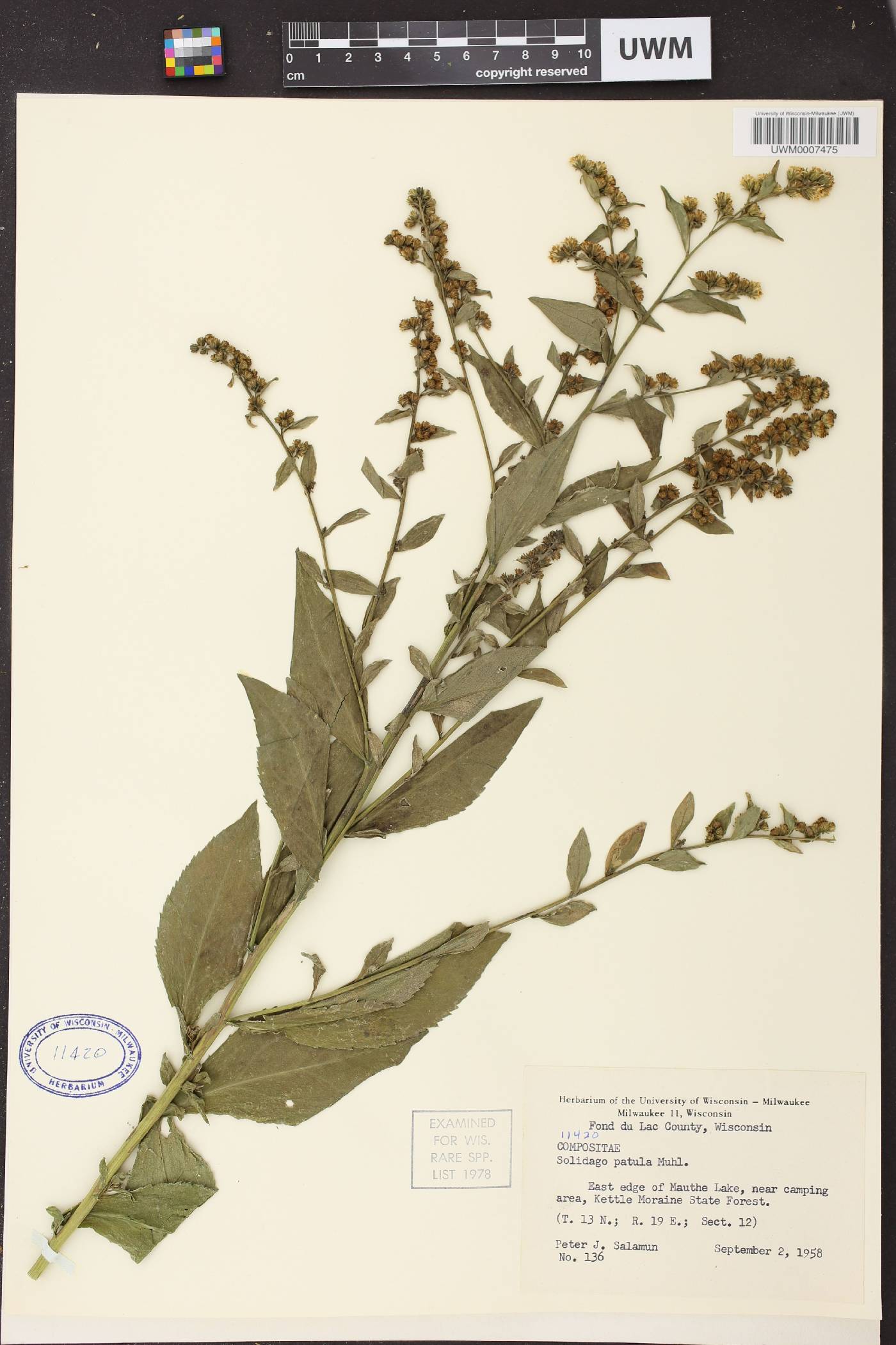 Solidago patula image