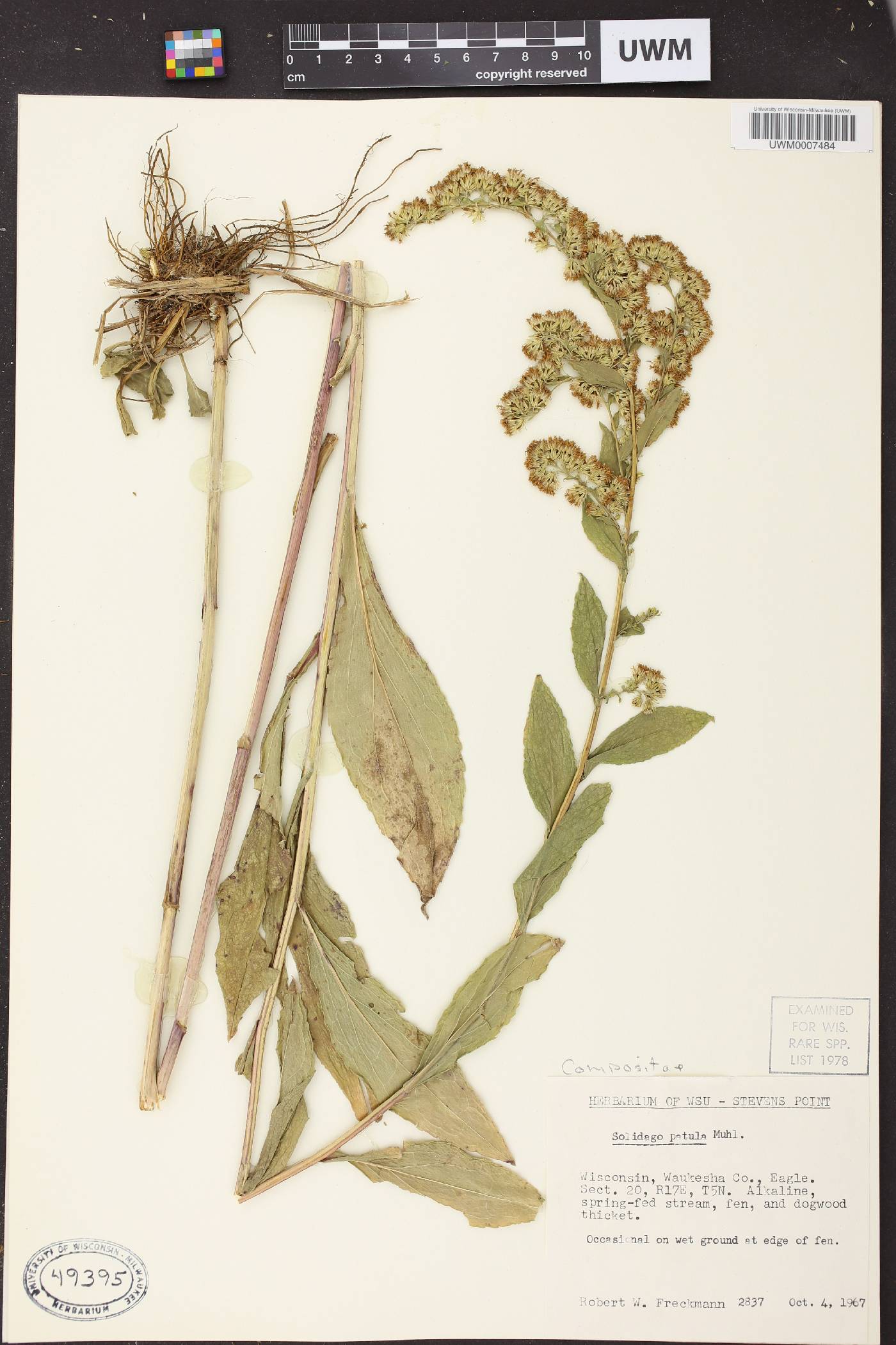 Solidago patula image