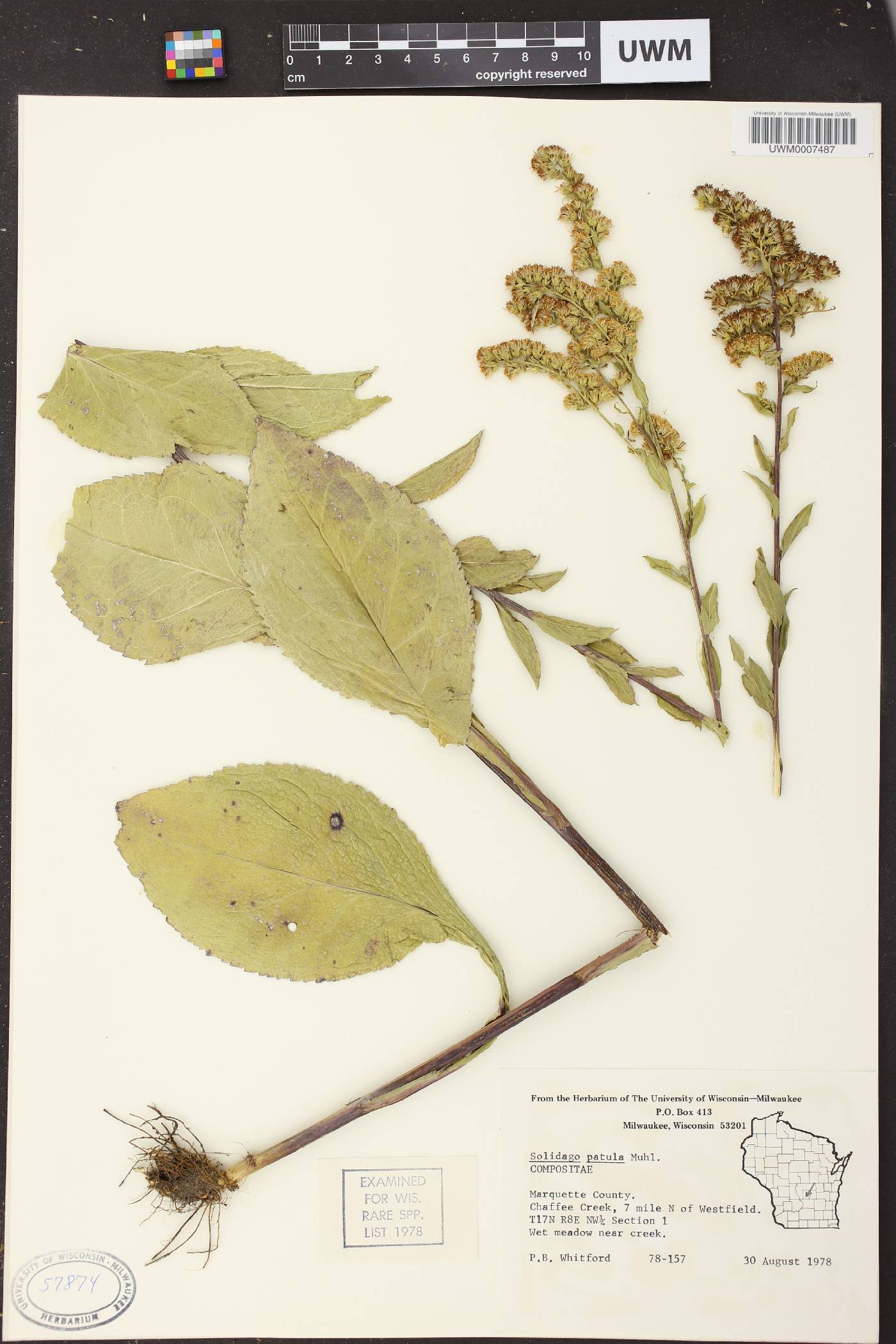 Solidago patula image