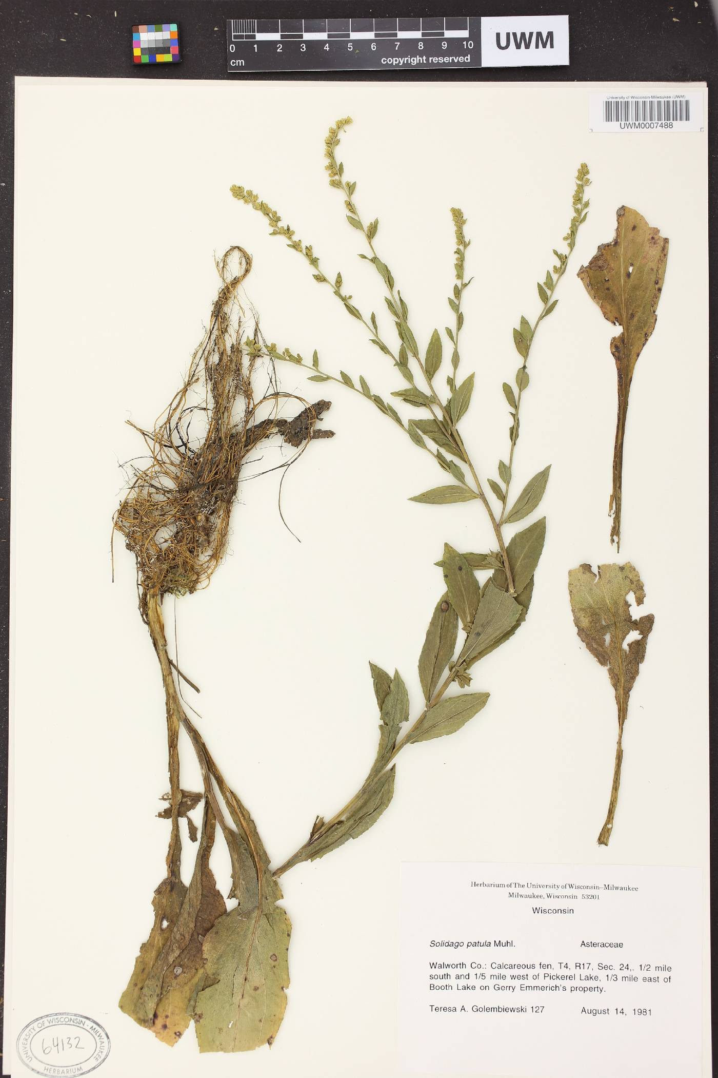 Solidago patula image