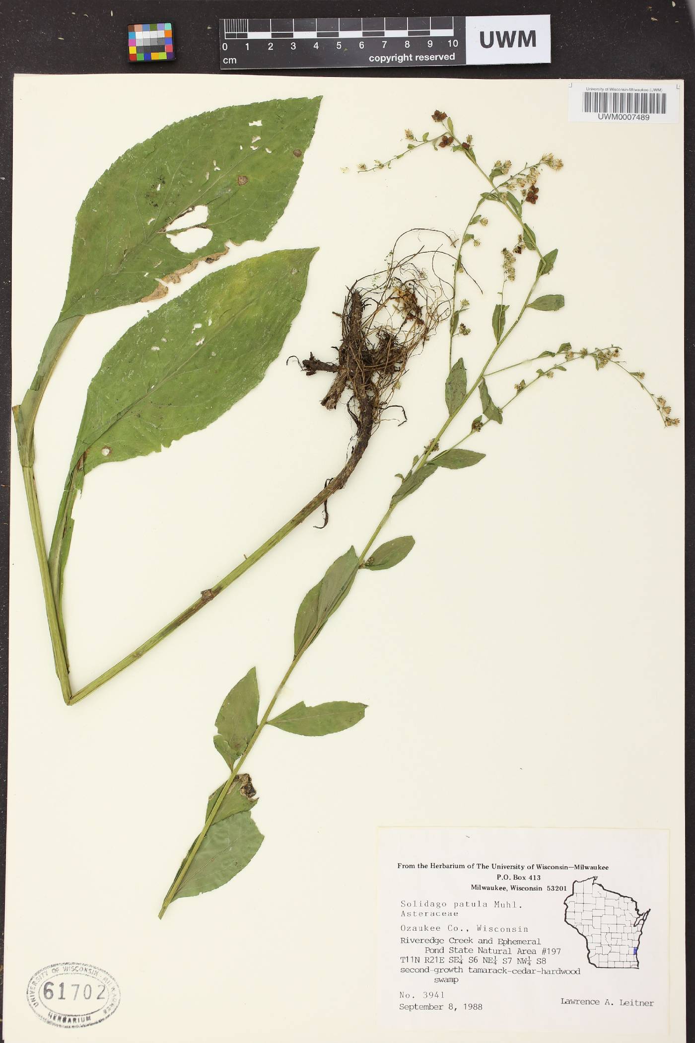 Solidago patula image