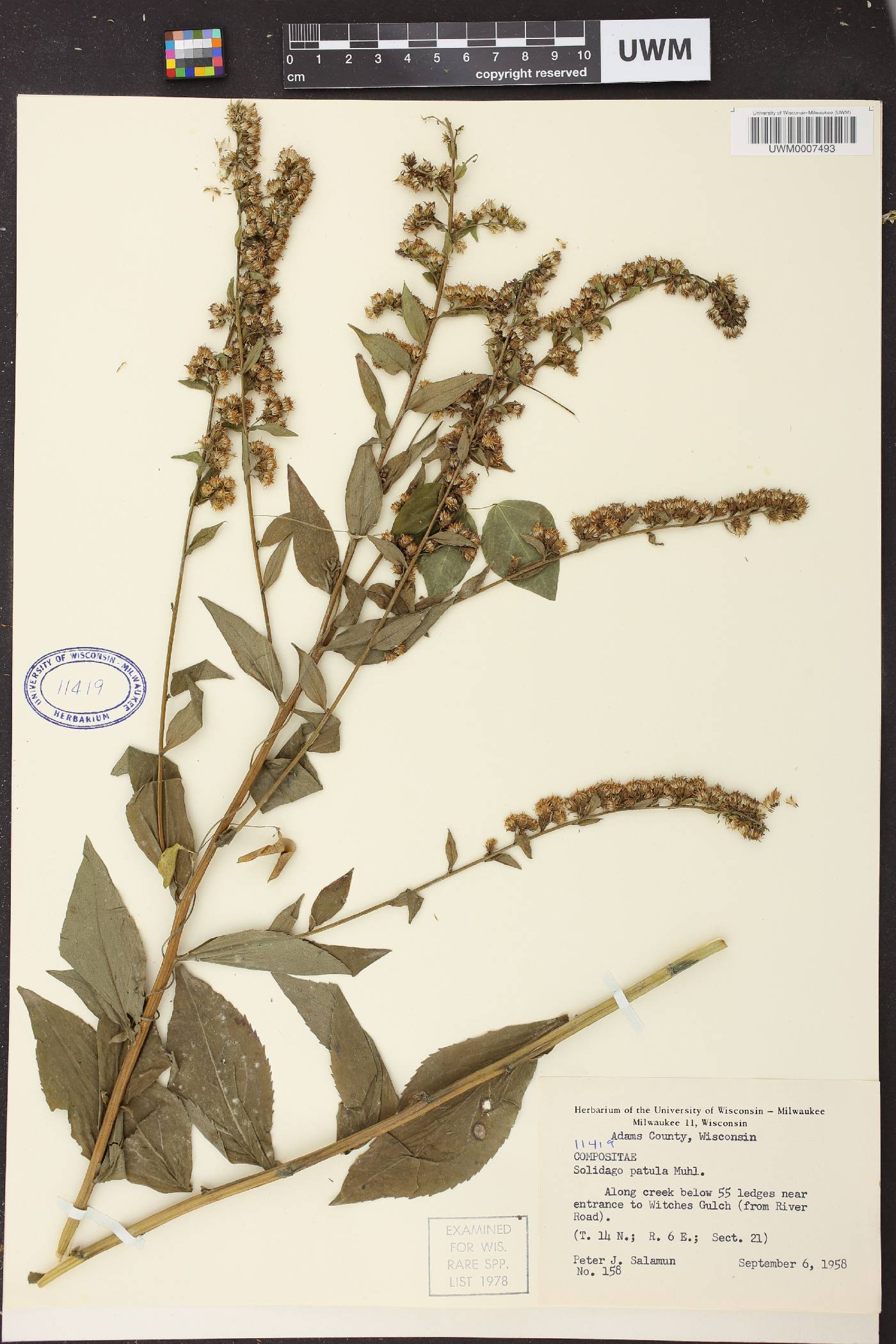 Solidago patula image