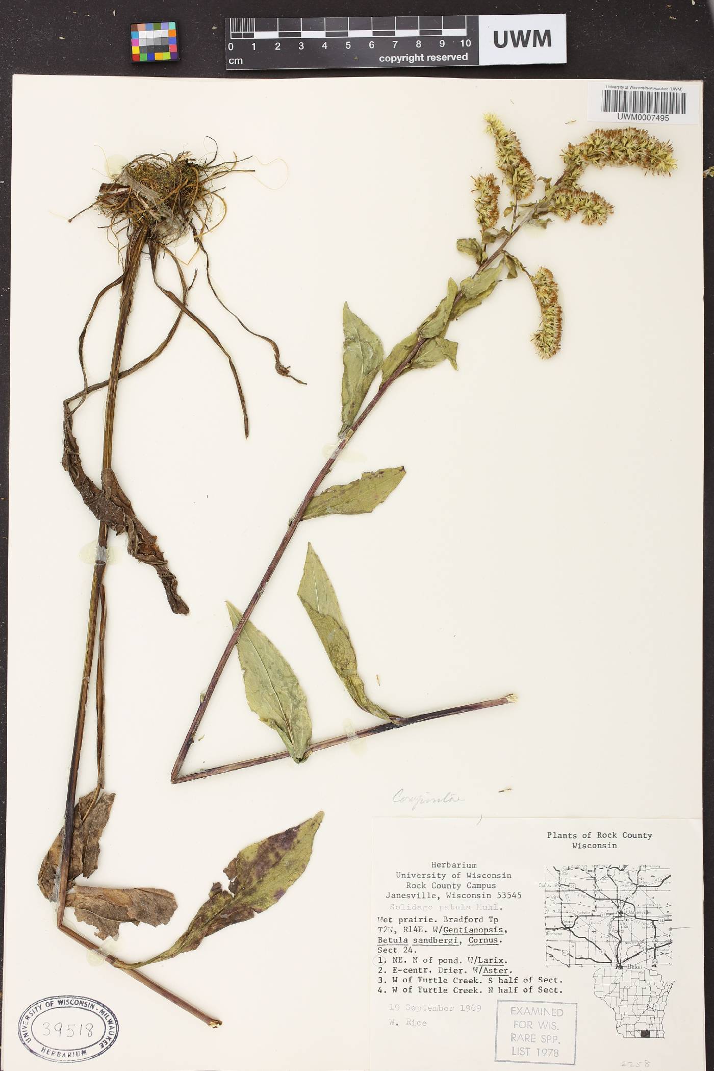 Solidago patula image