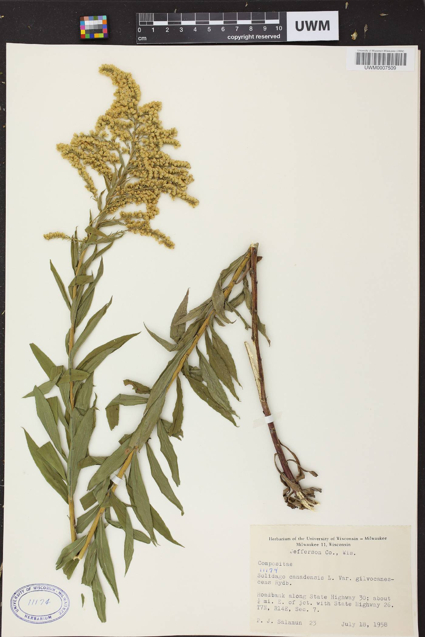 Solidago canadensis image