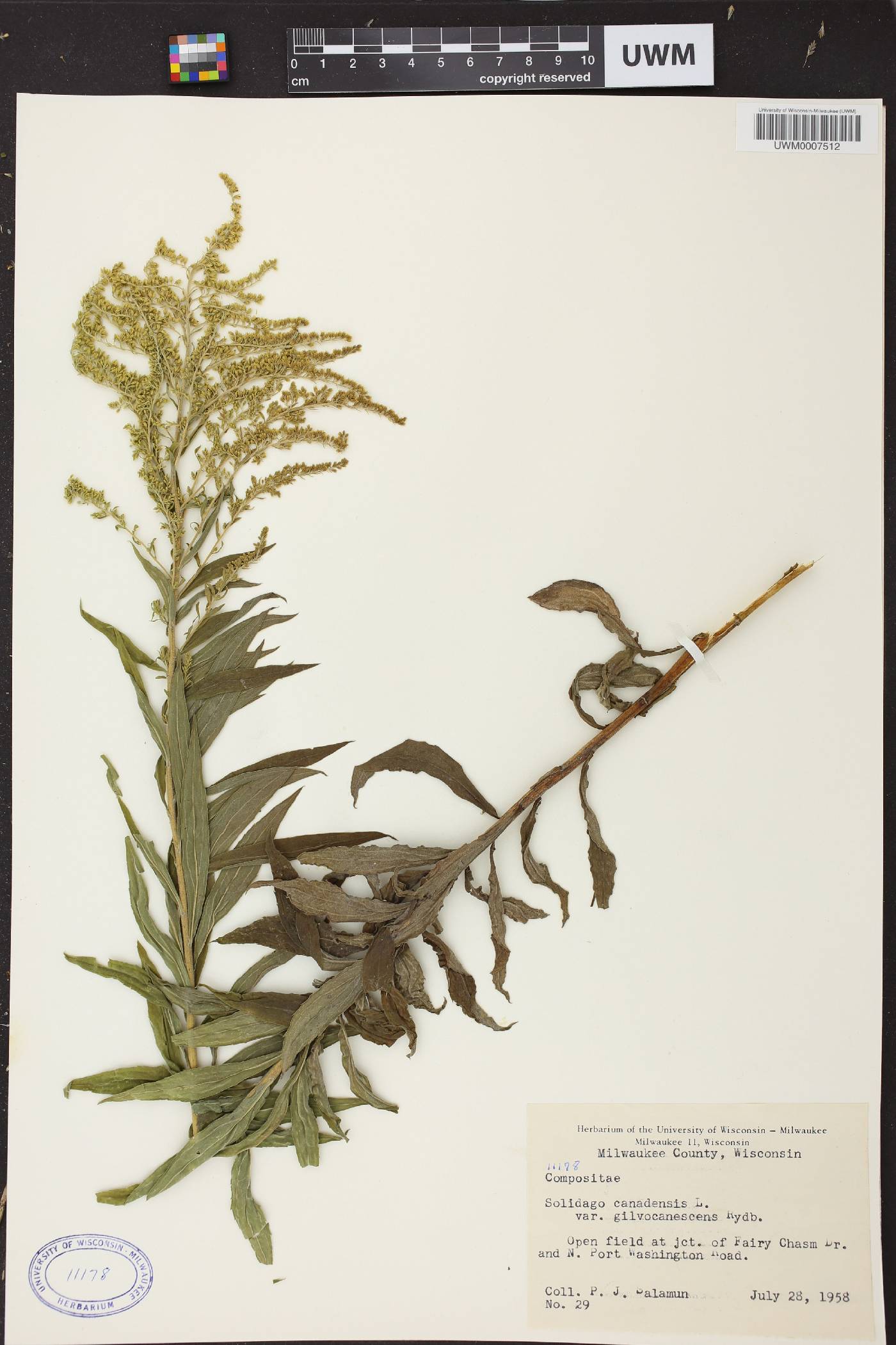 Solidago canadensis image