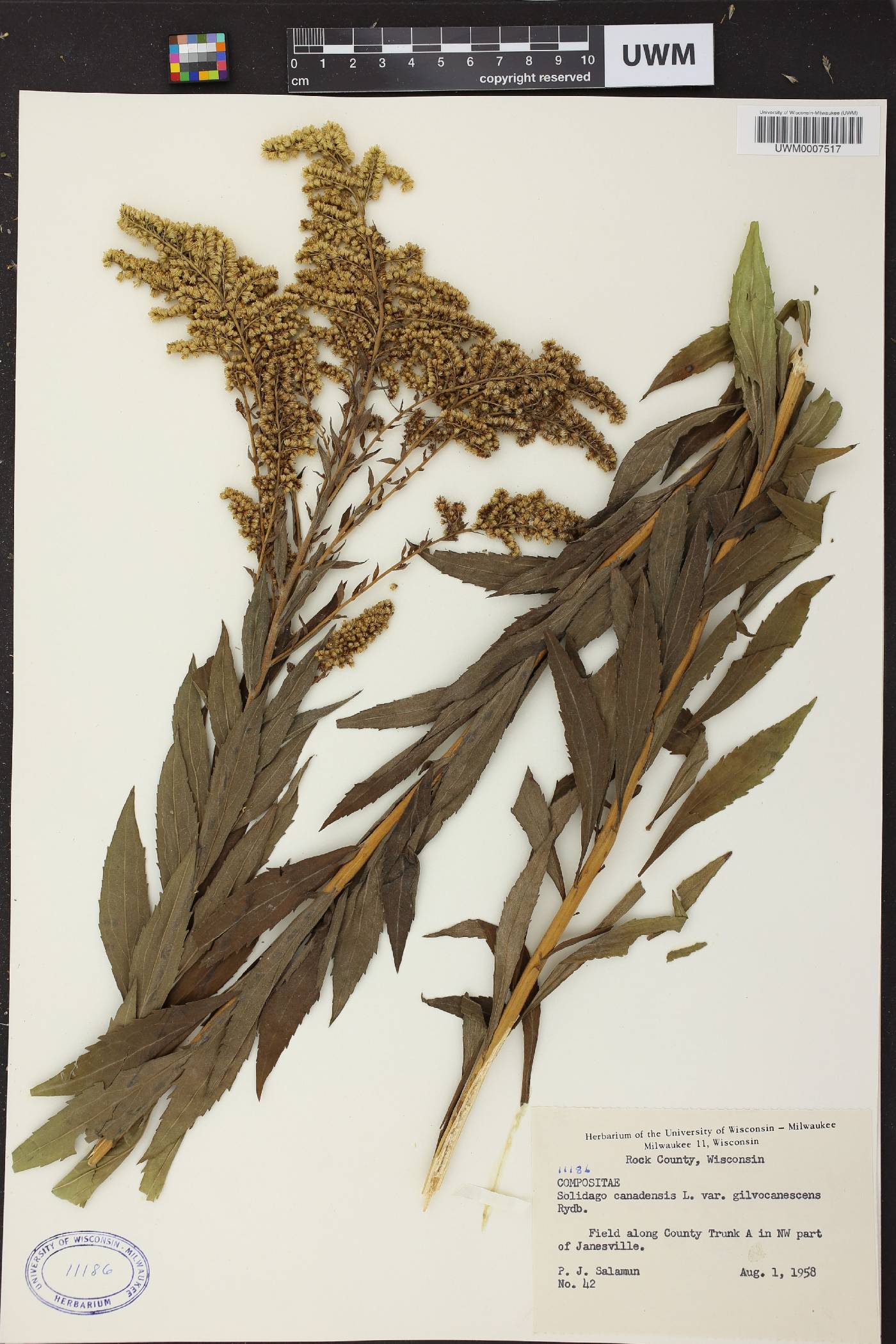 Solidago canadensis image
