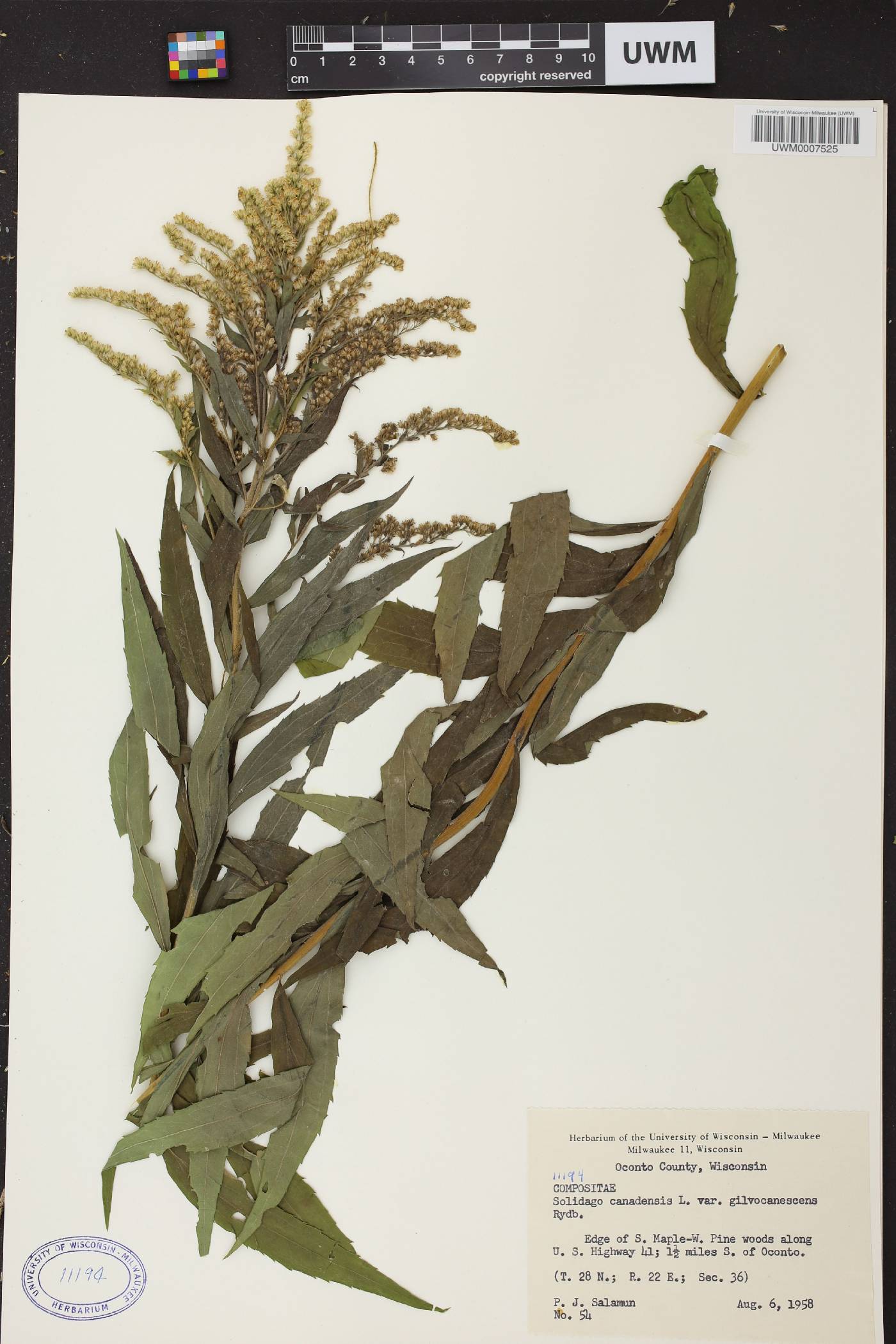 Solidago canadensis image