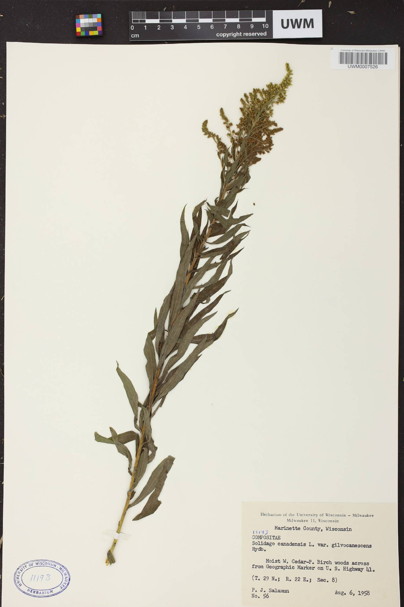 Solidago canadensis image