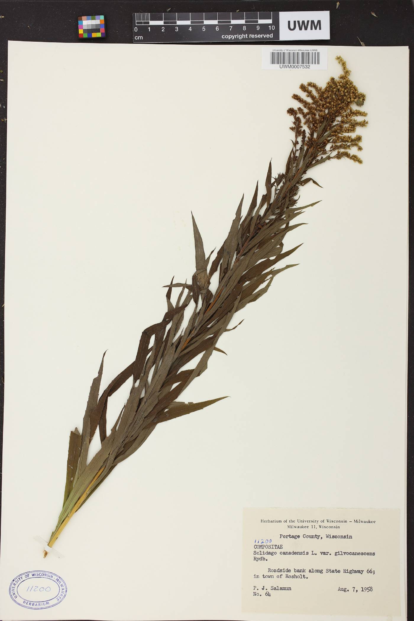 Solidago canadensis var. hargeri image
