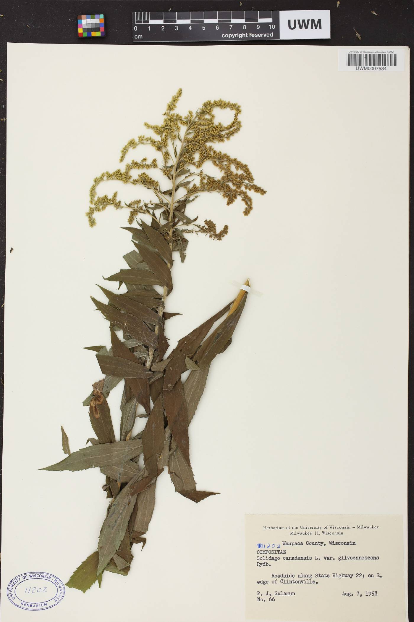 Solidago canadensis image