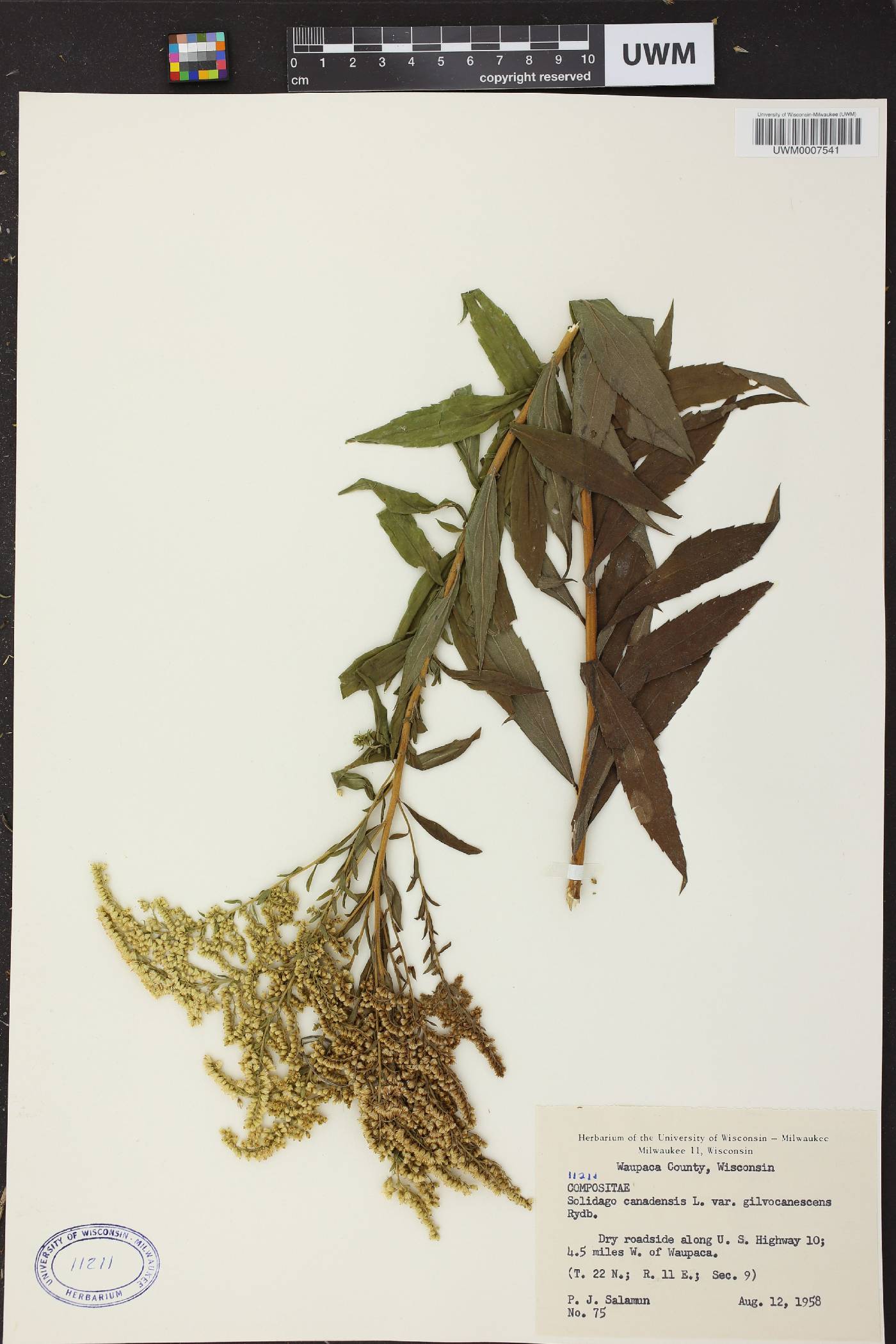 Solidago canadensis var. hargeri image