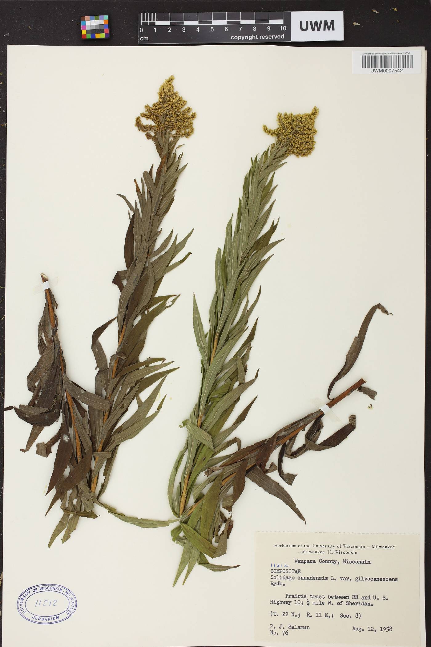 Solidago canadensis image