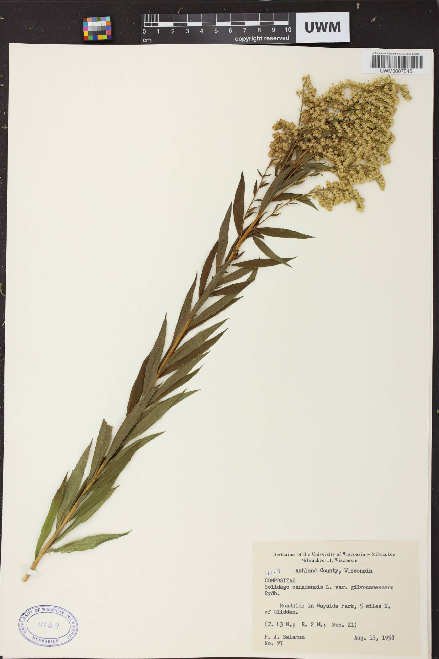 Solidago canadensis image