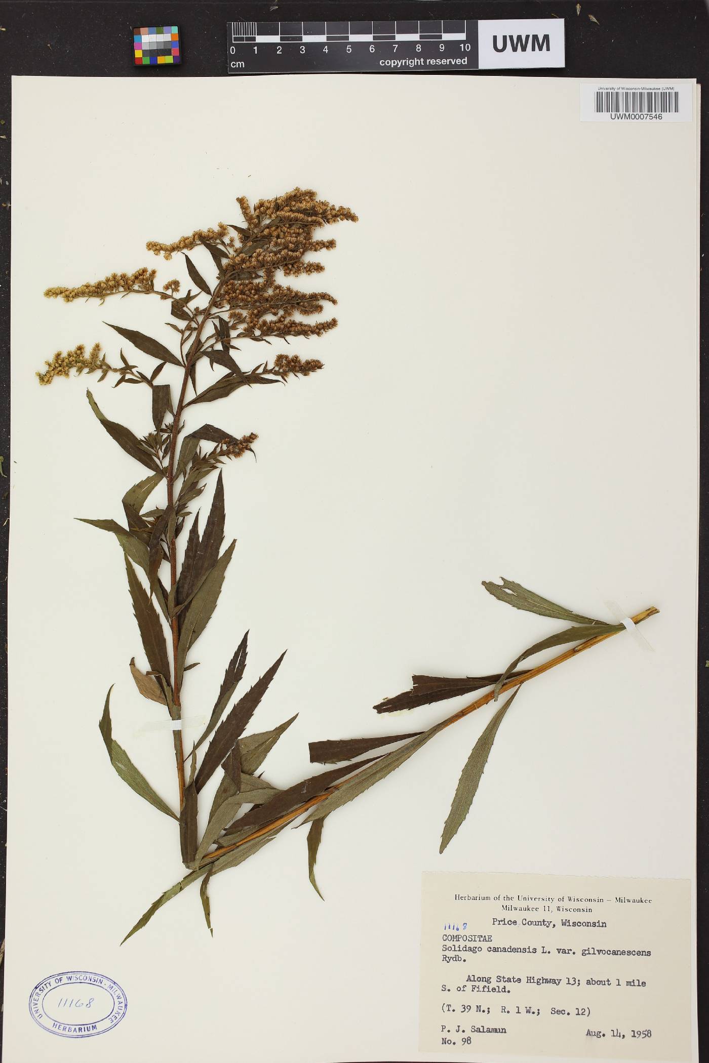 Solidago canadensis image