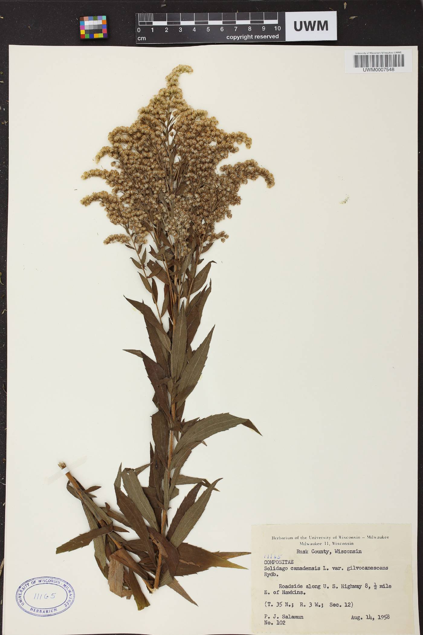 Solidago canadensis image