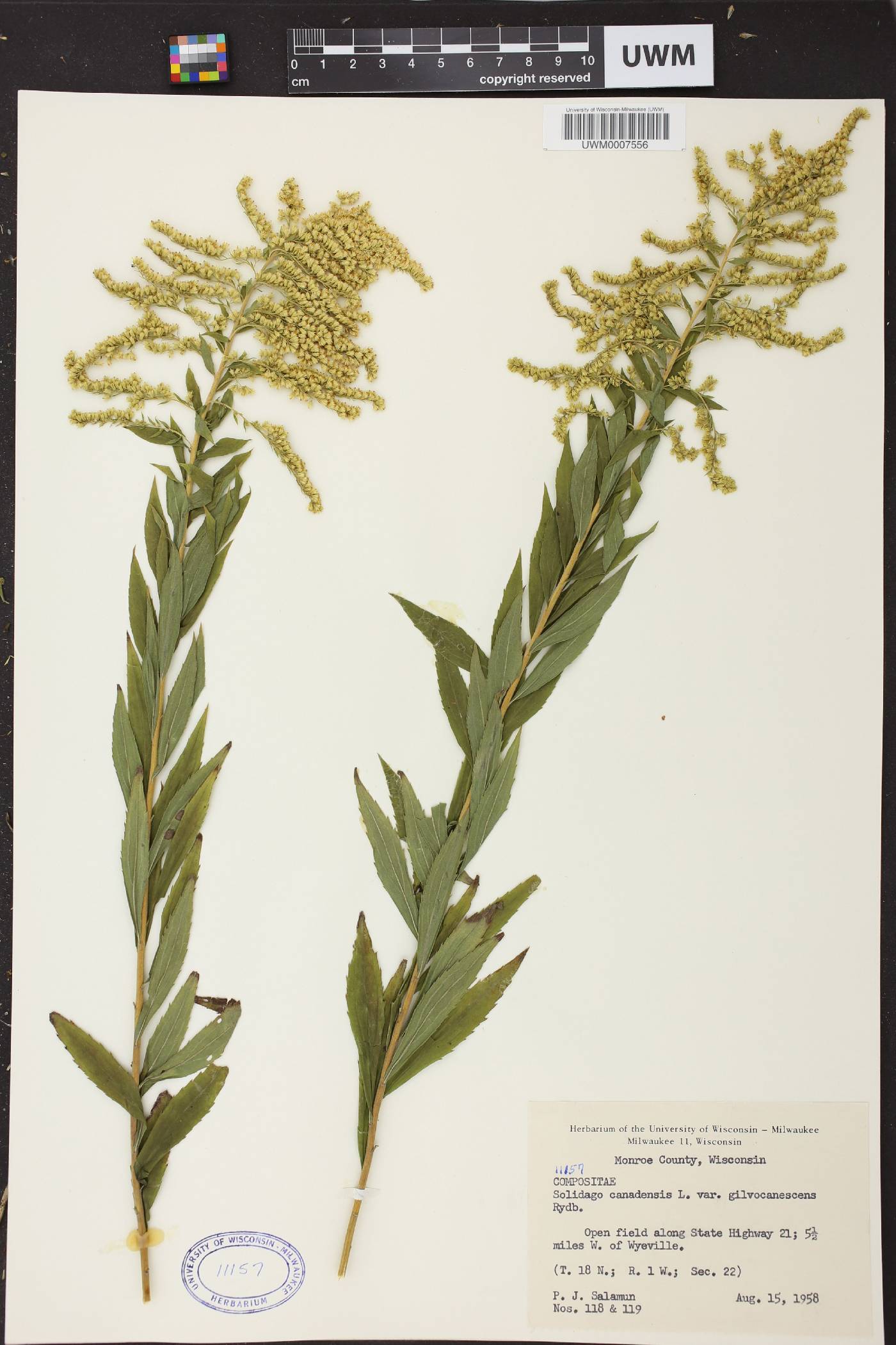 Solidago canadensis image