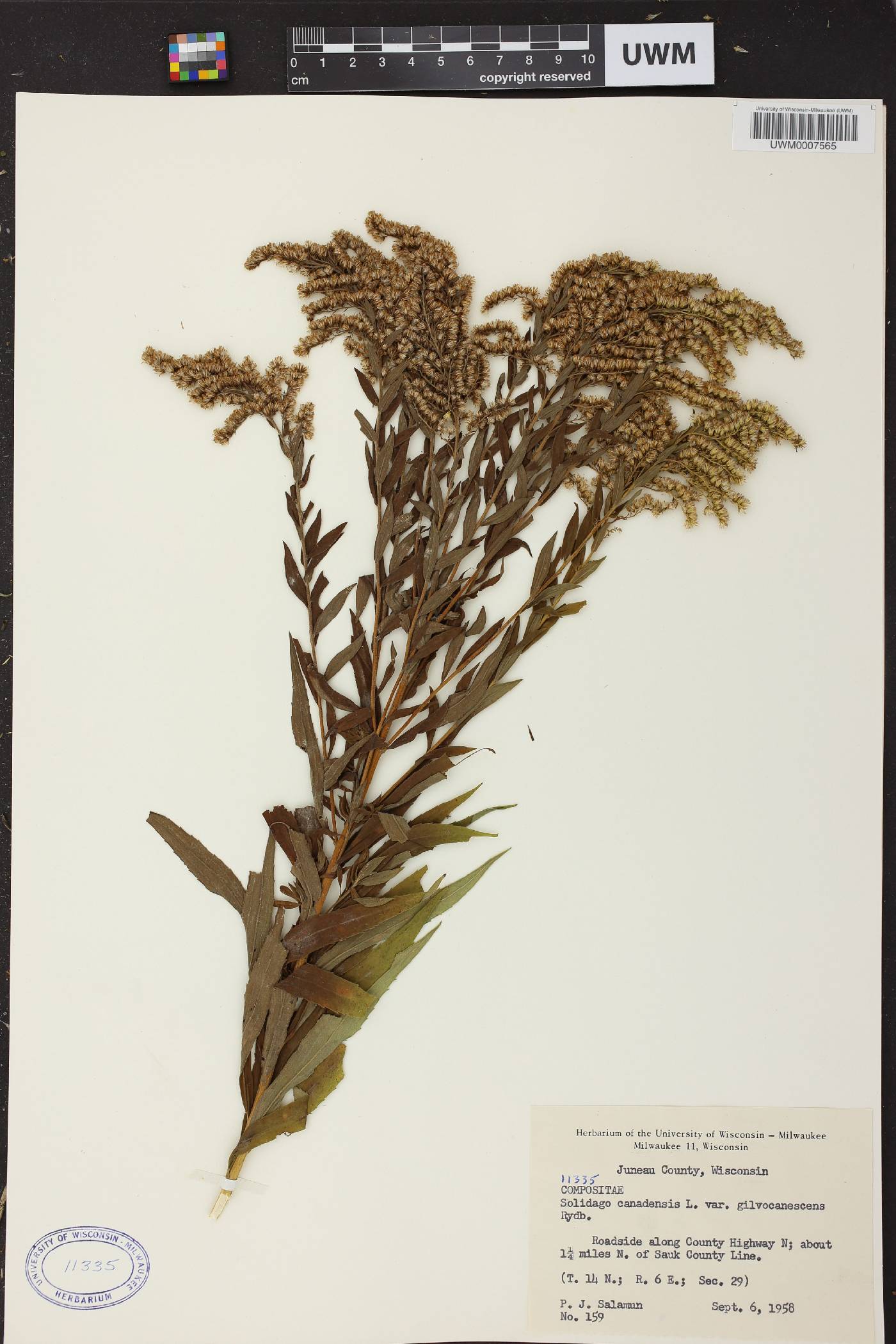 Solidago canadensis image