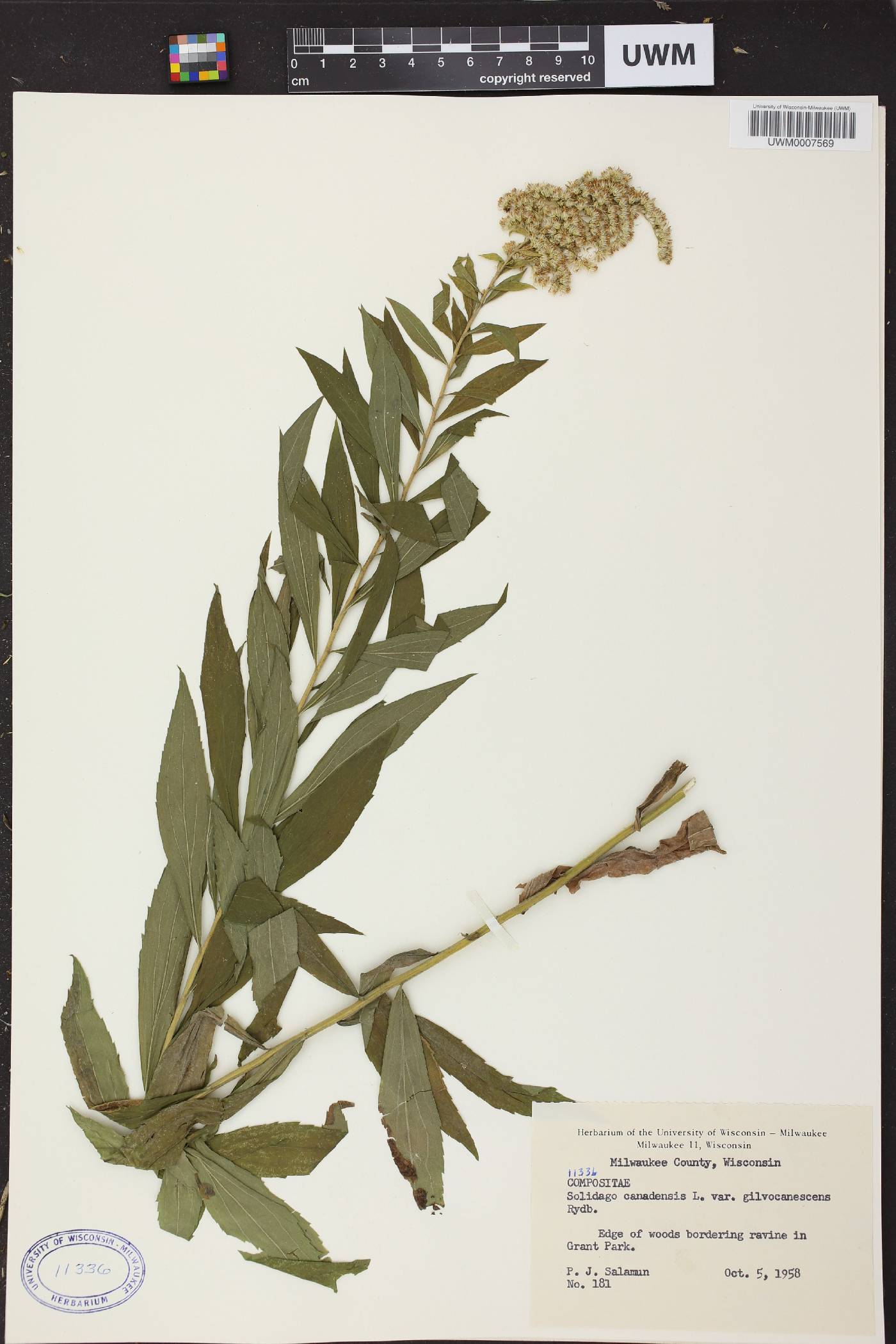 Solidago canadensis image