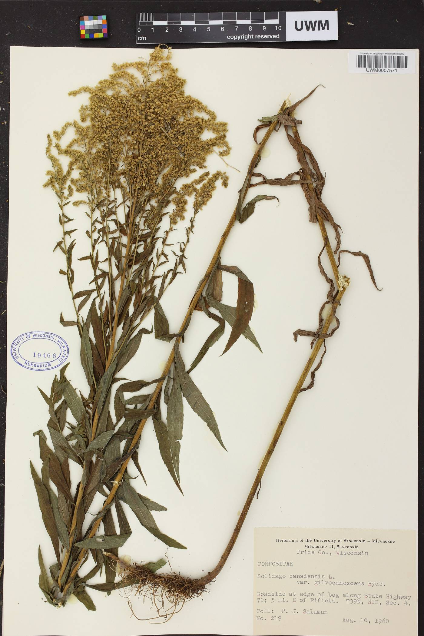Solidago canadensis image
