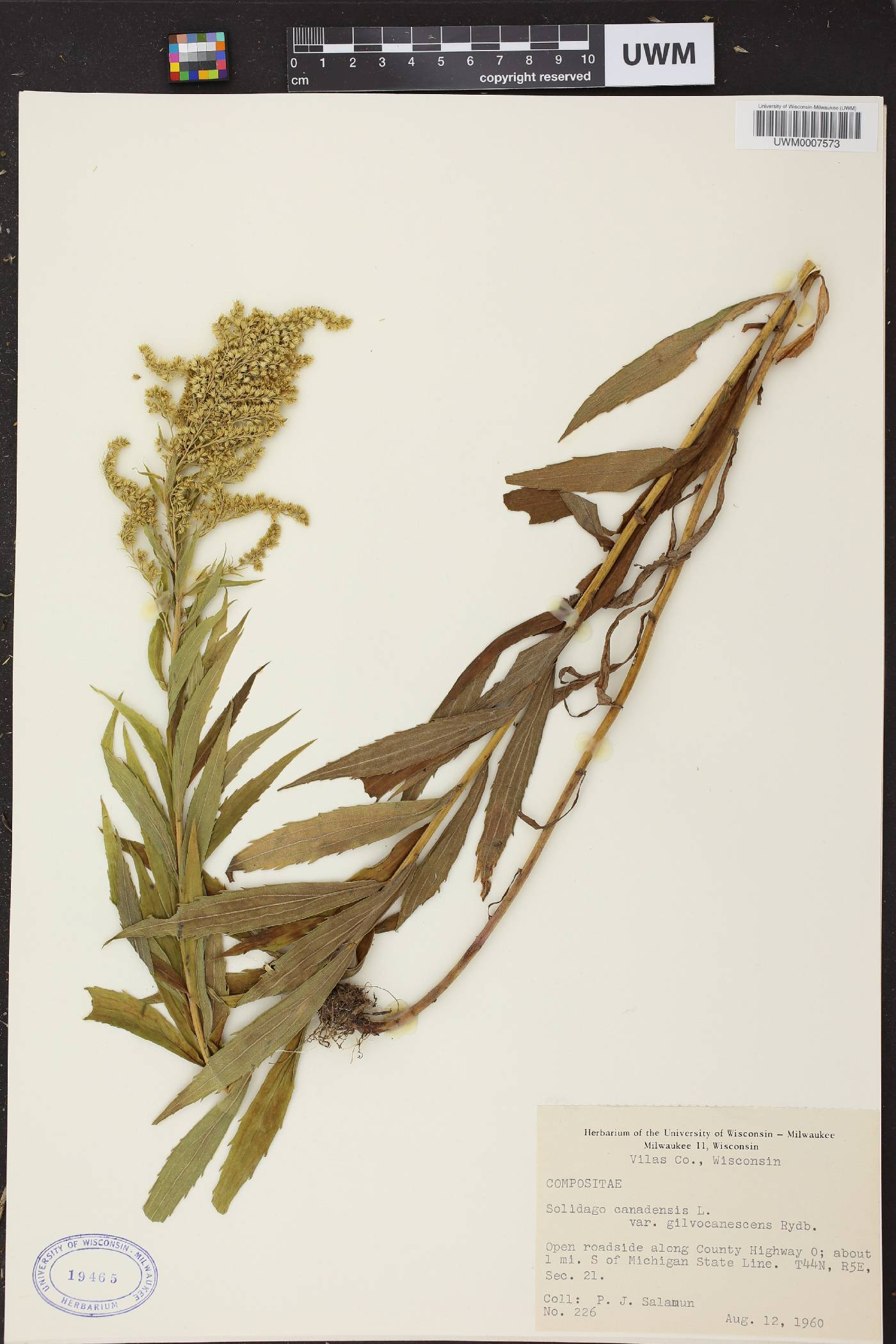Solidago canadensis image