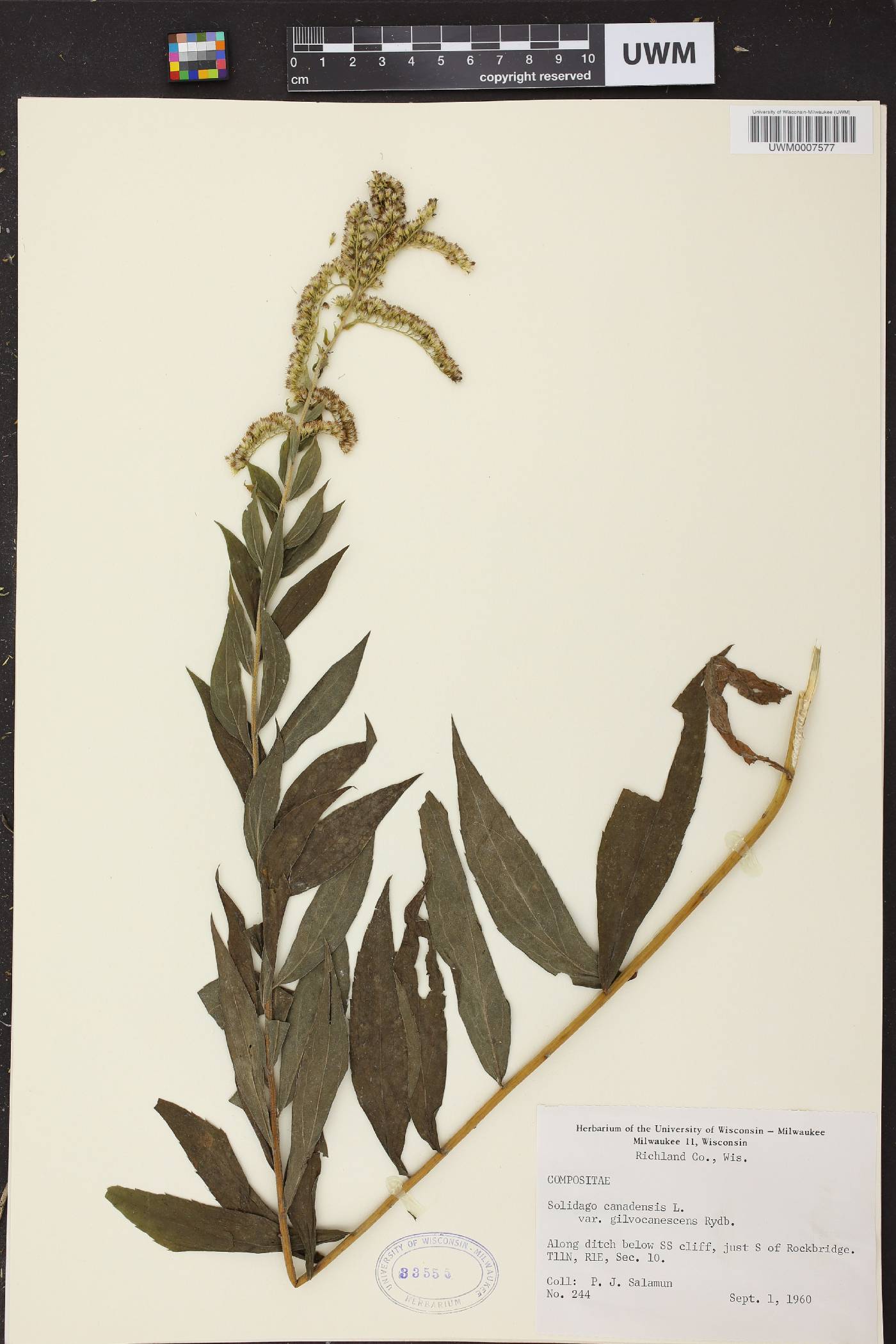 Solidago canadensis image