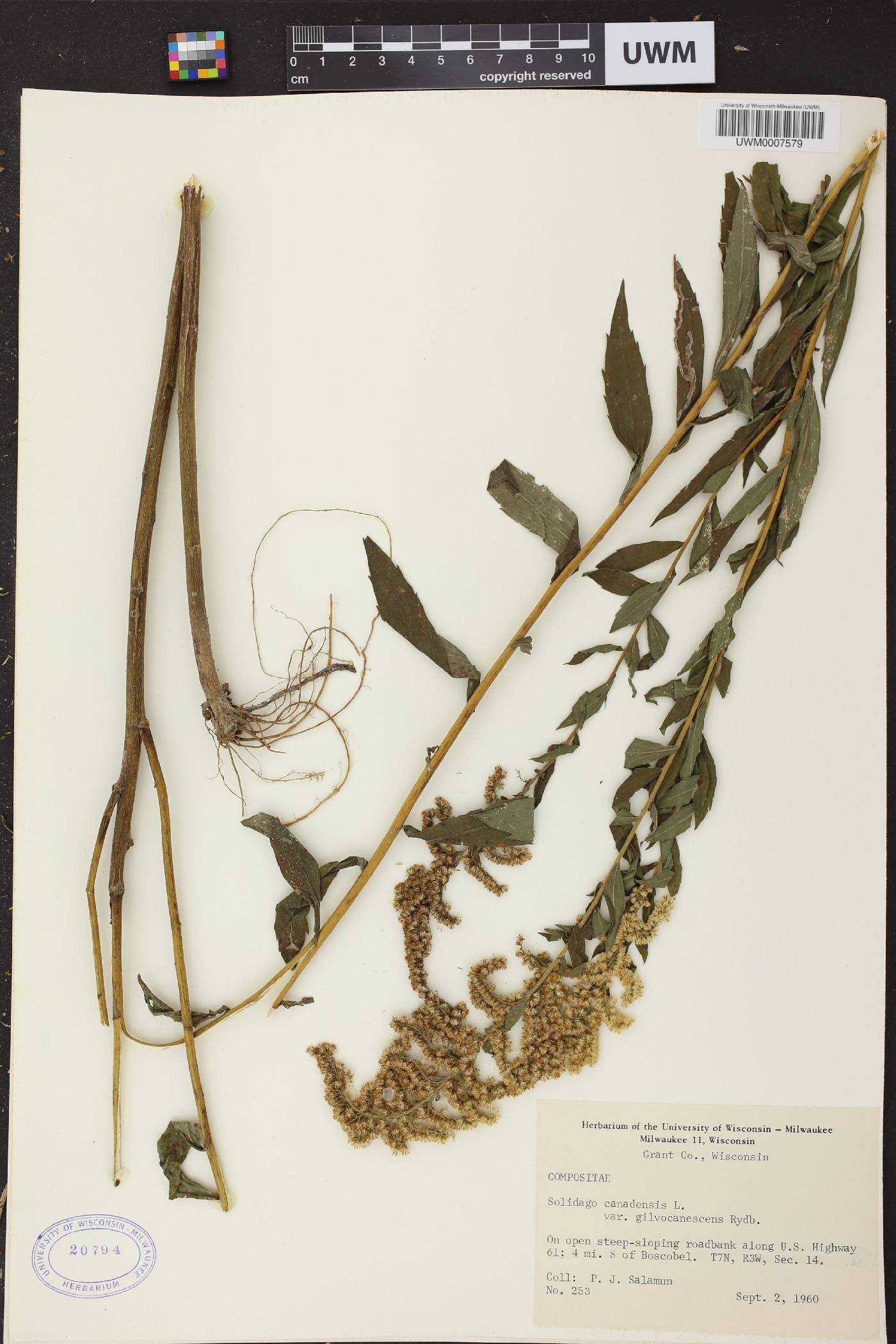 Solidago canadensis image