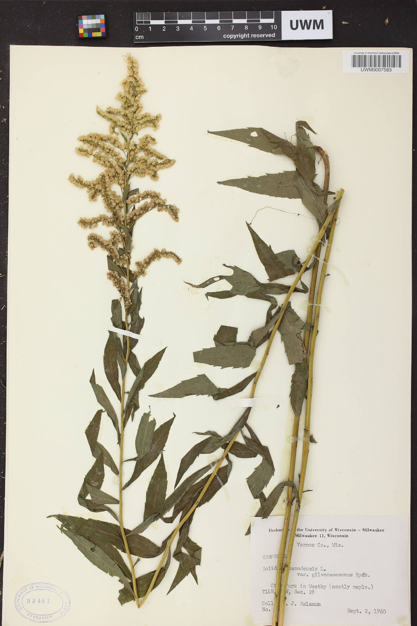 Solidago canadensis image