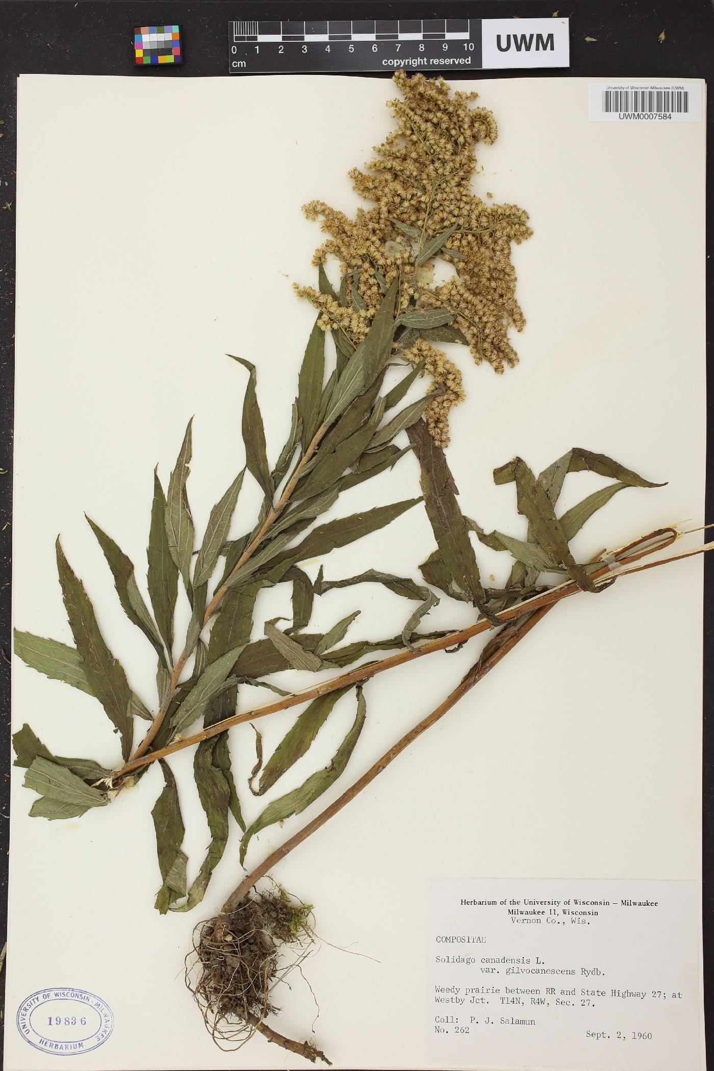 Solidago canadensis image