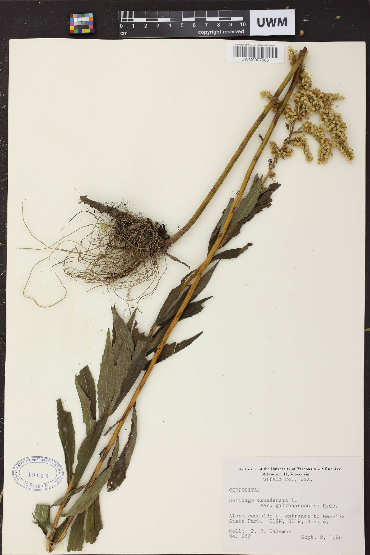 Solidago canadensis image