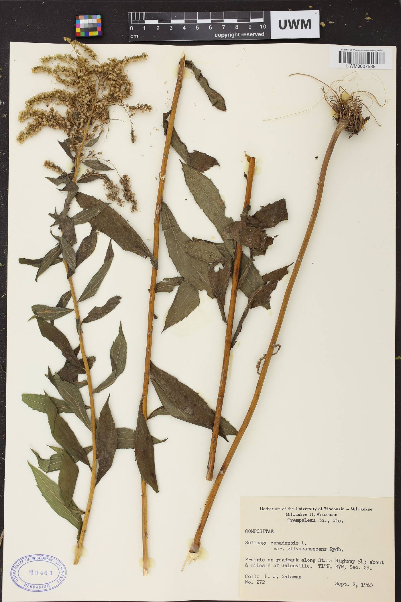 Solidago canadensis image