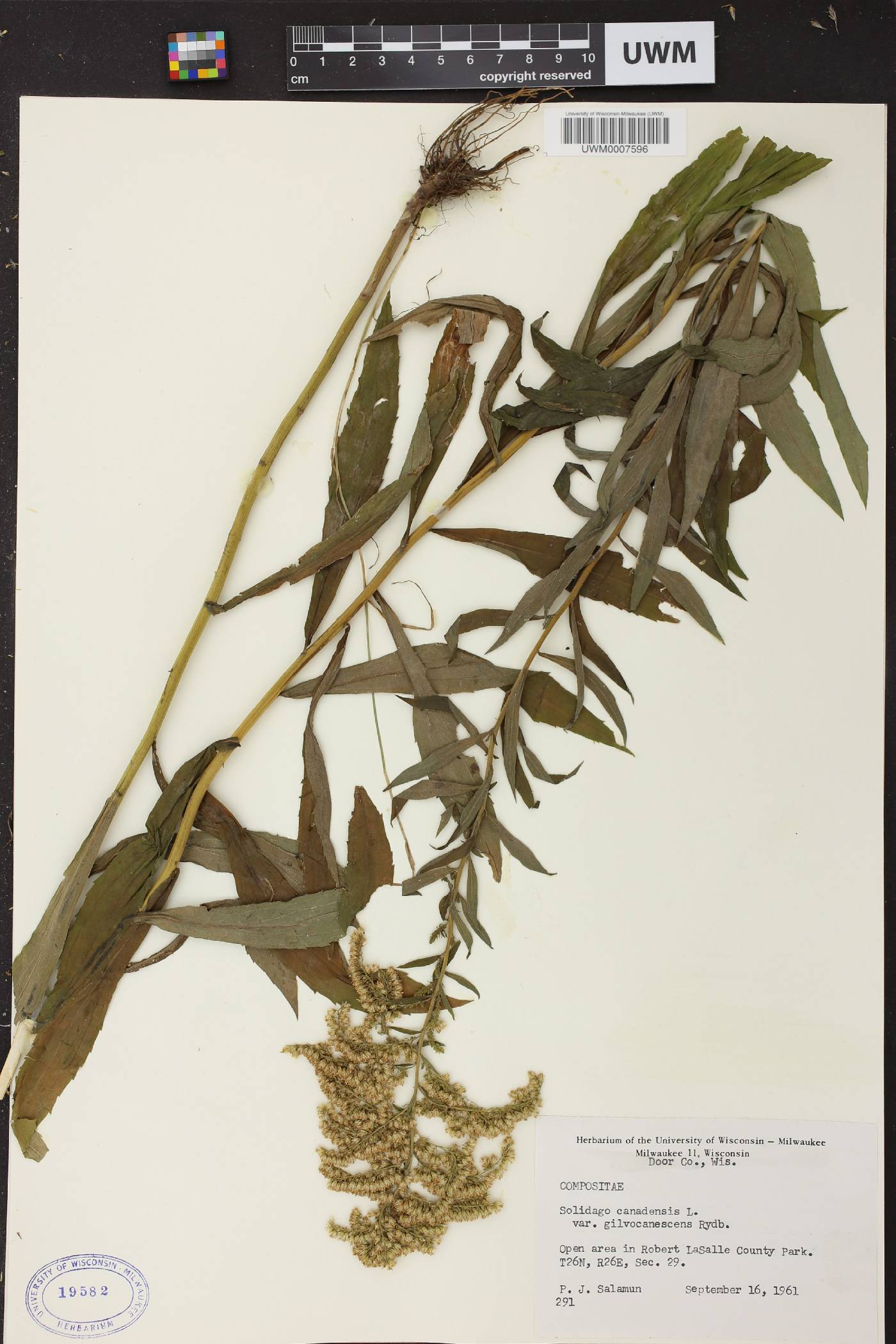 Solidago canadensis image
