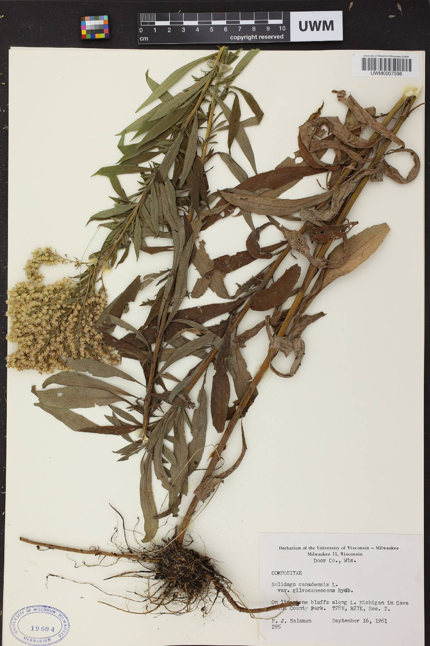 Solidago canadensis image
