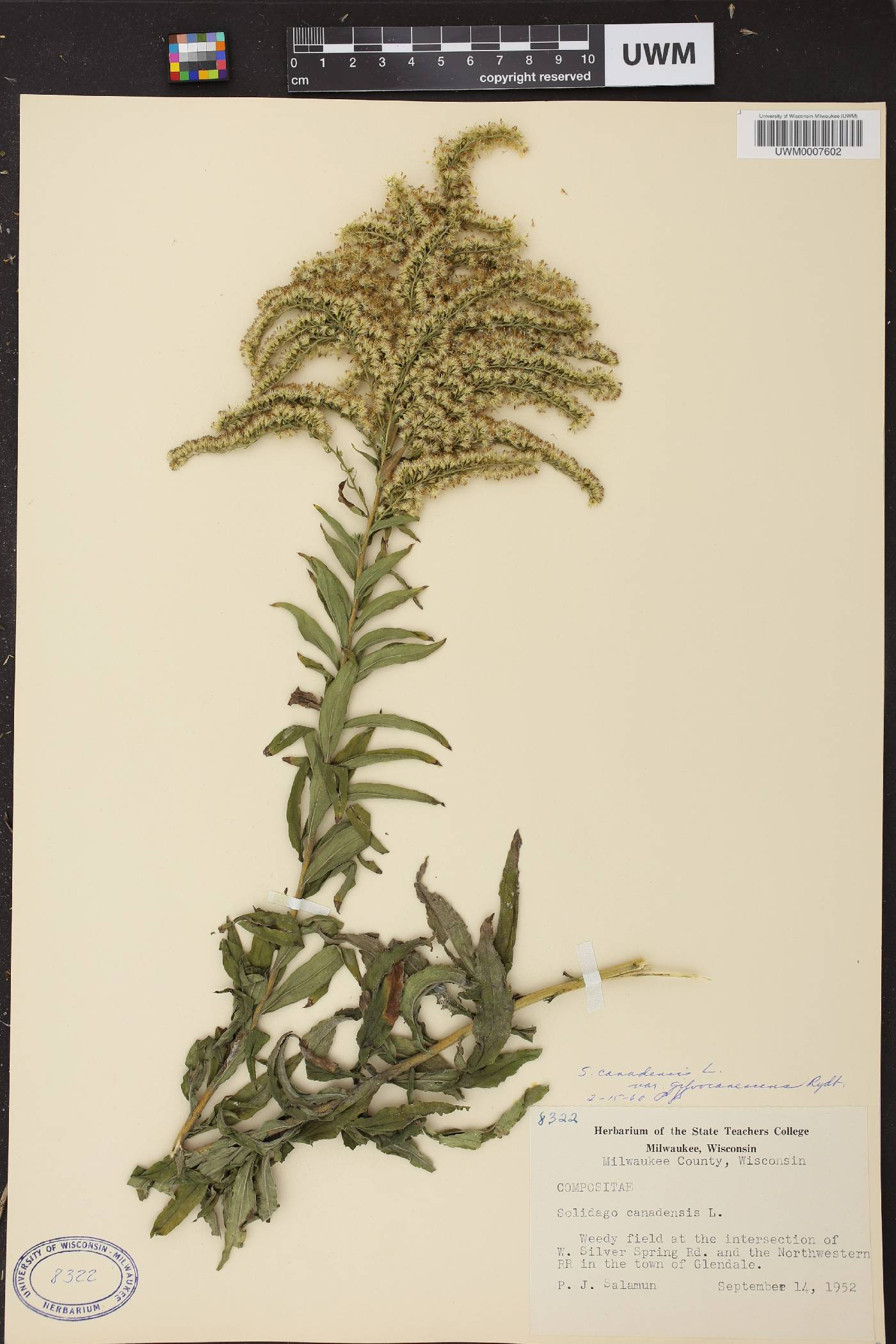 Solidago canadensis image