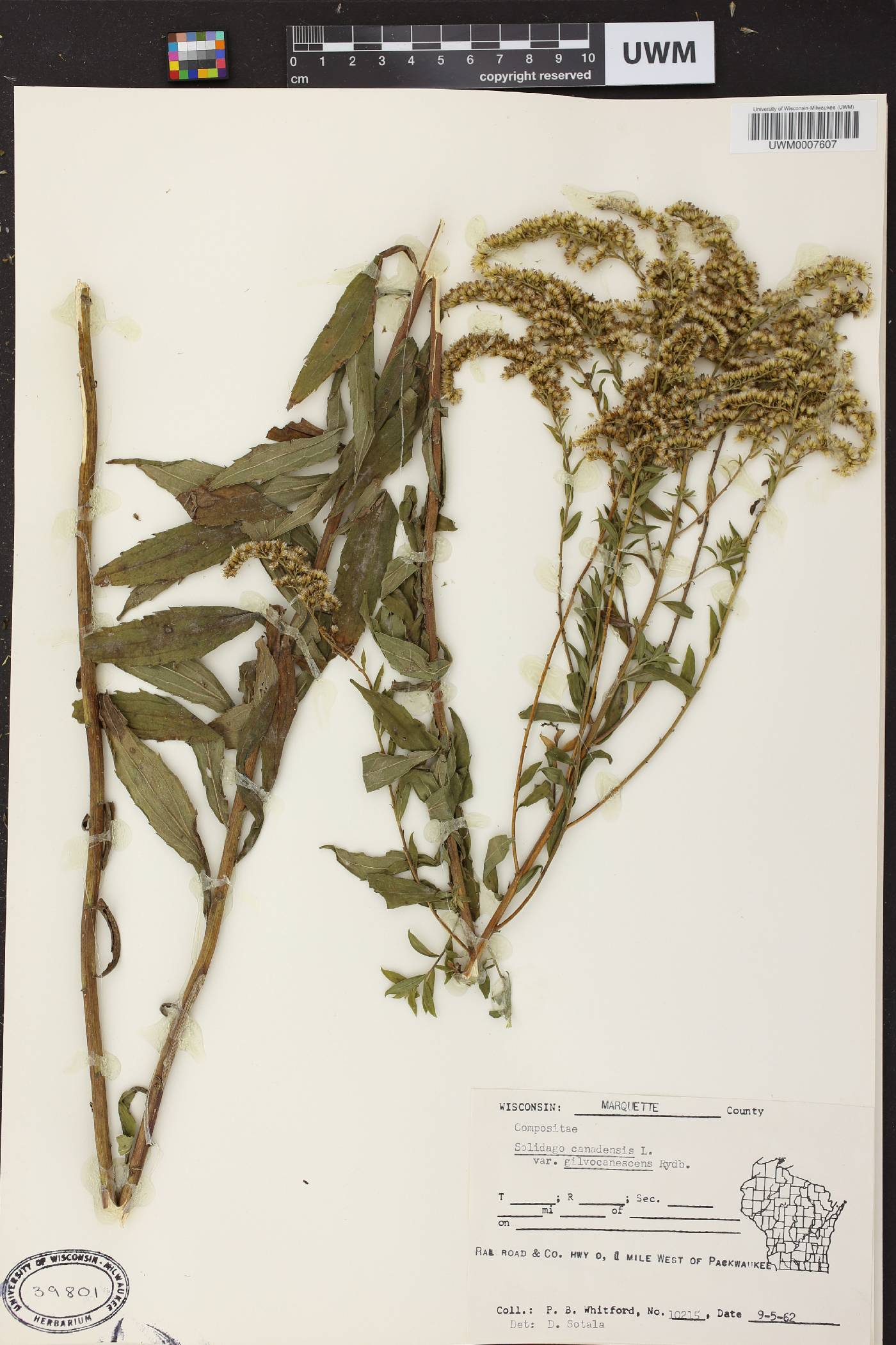 Solidago canadensis image