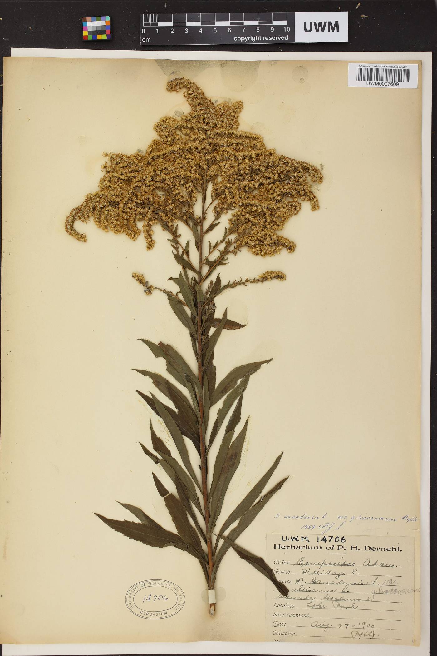 Solidago canadensis image