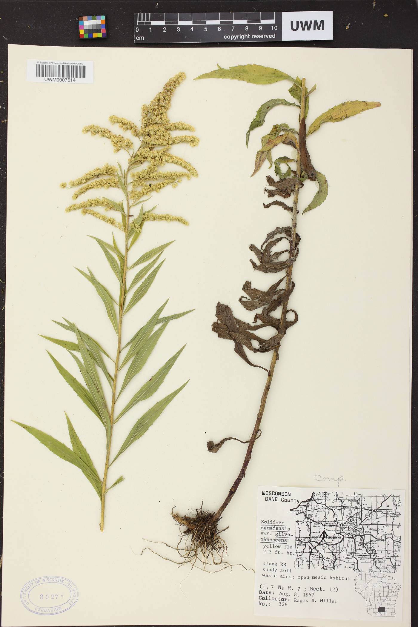 Solidago canadensis image
