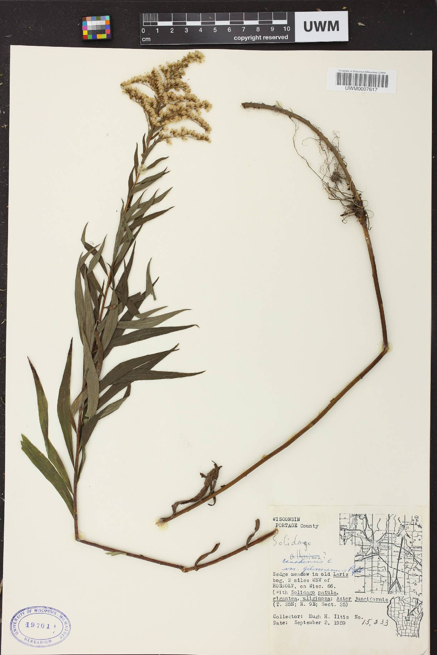 Solidago canadensis image