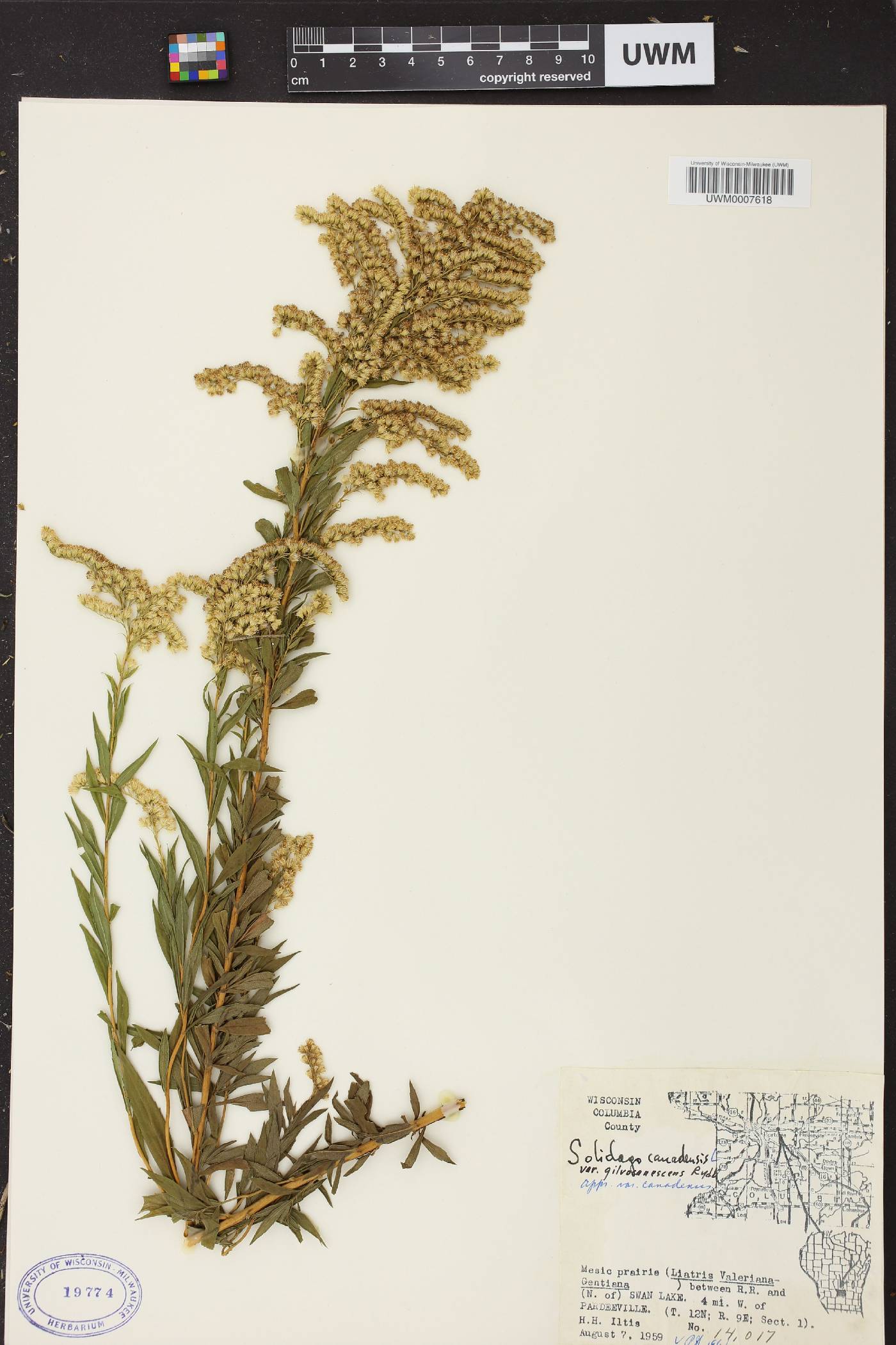 Solidago canadensis image