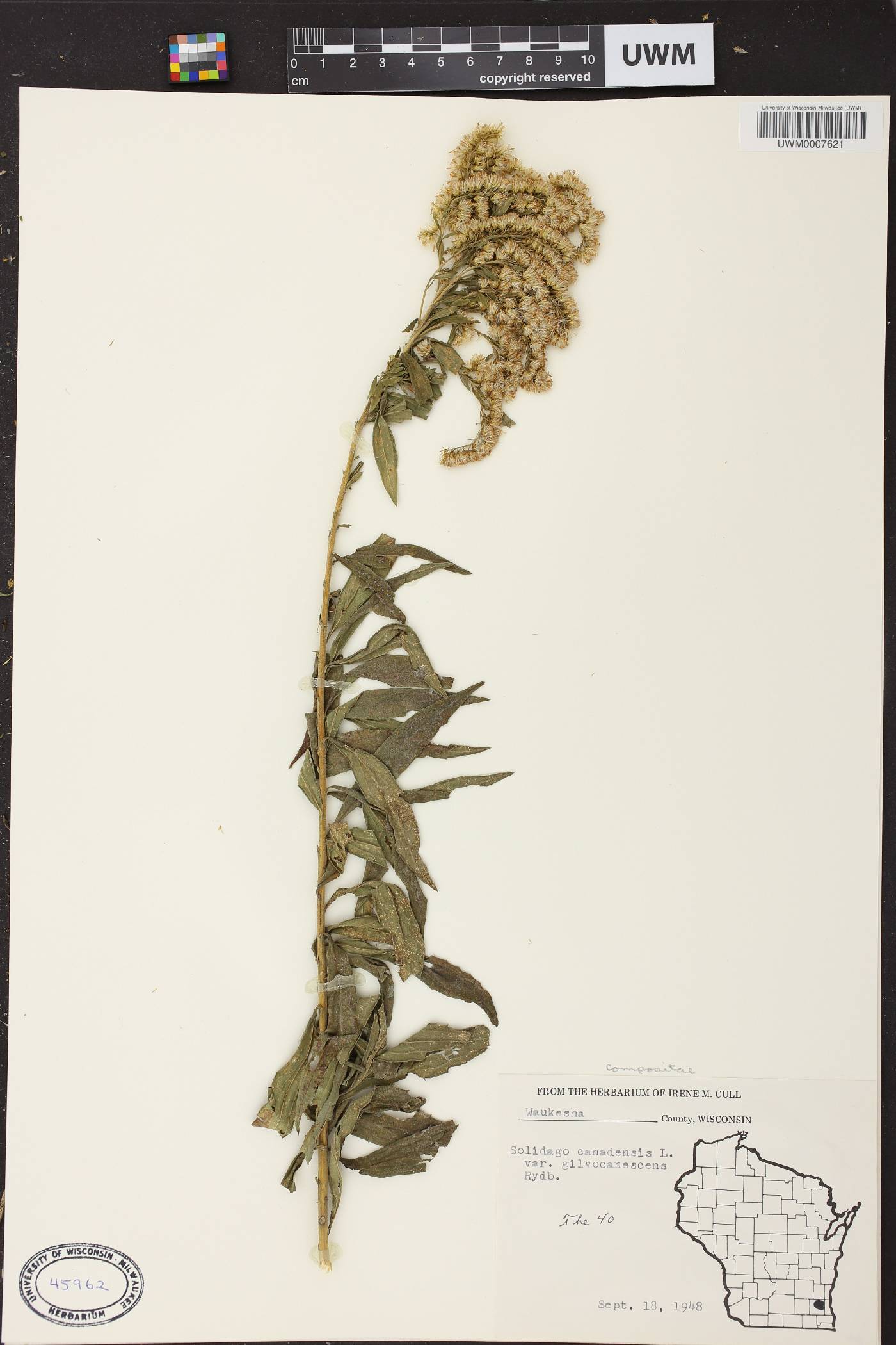 Solidago canadensis image