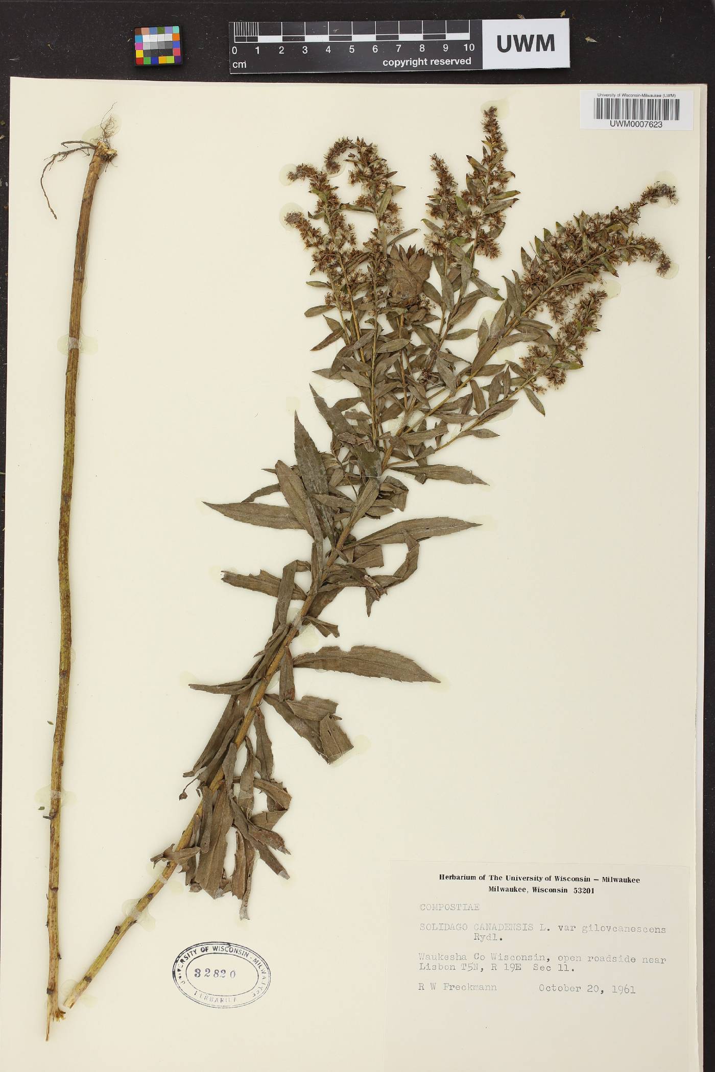 Solidago canadensis image
