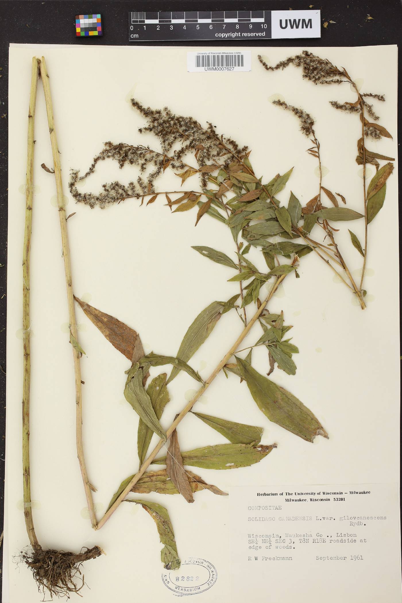 Solidago canadensis image