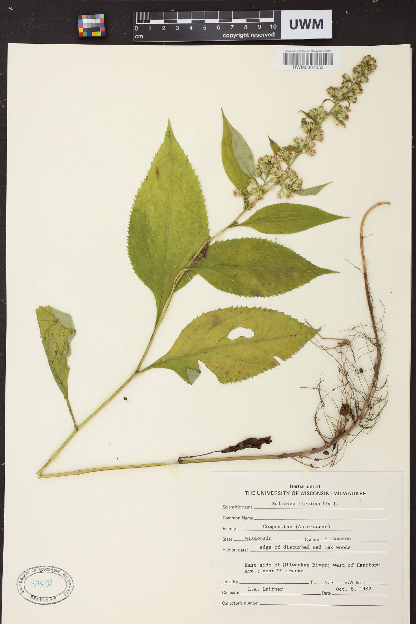 Solidago flexicaulis image