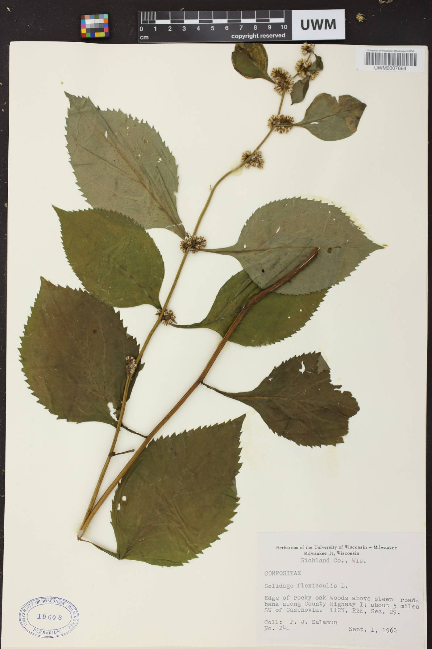 Solidago flexicaulis image