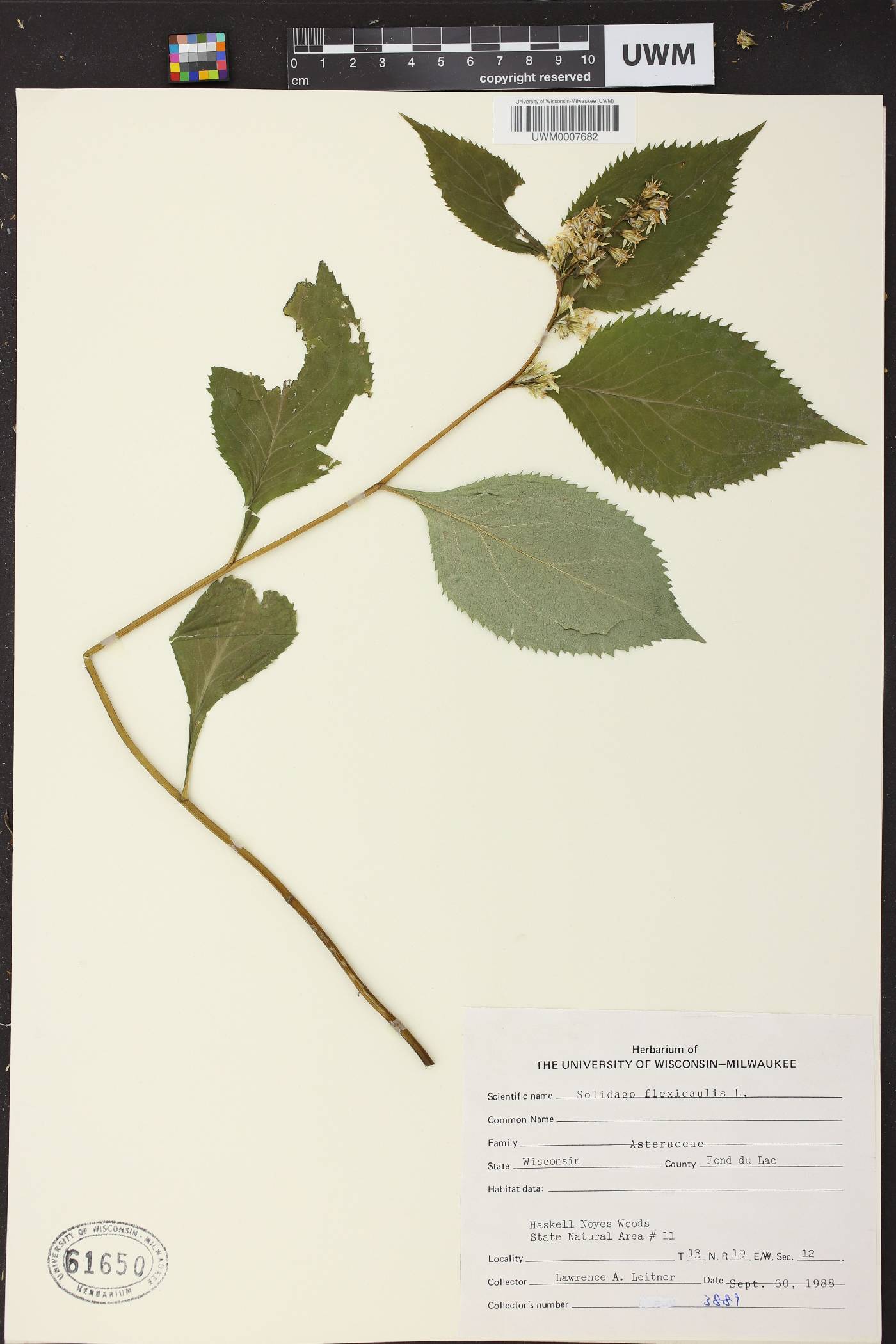 Solidago flexicaulis image