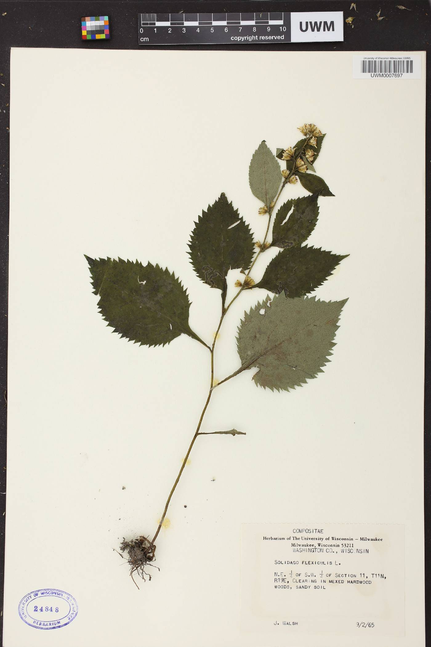 Solidago flexicaulis image