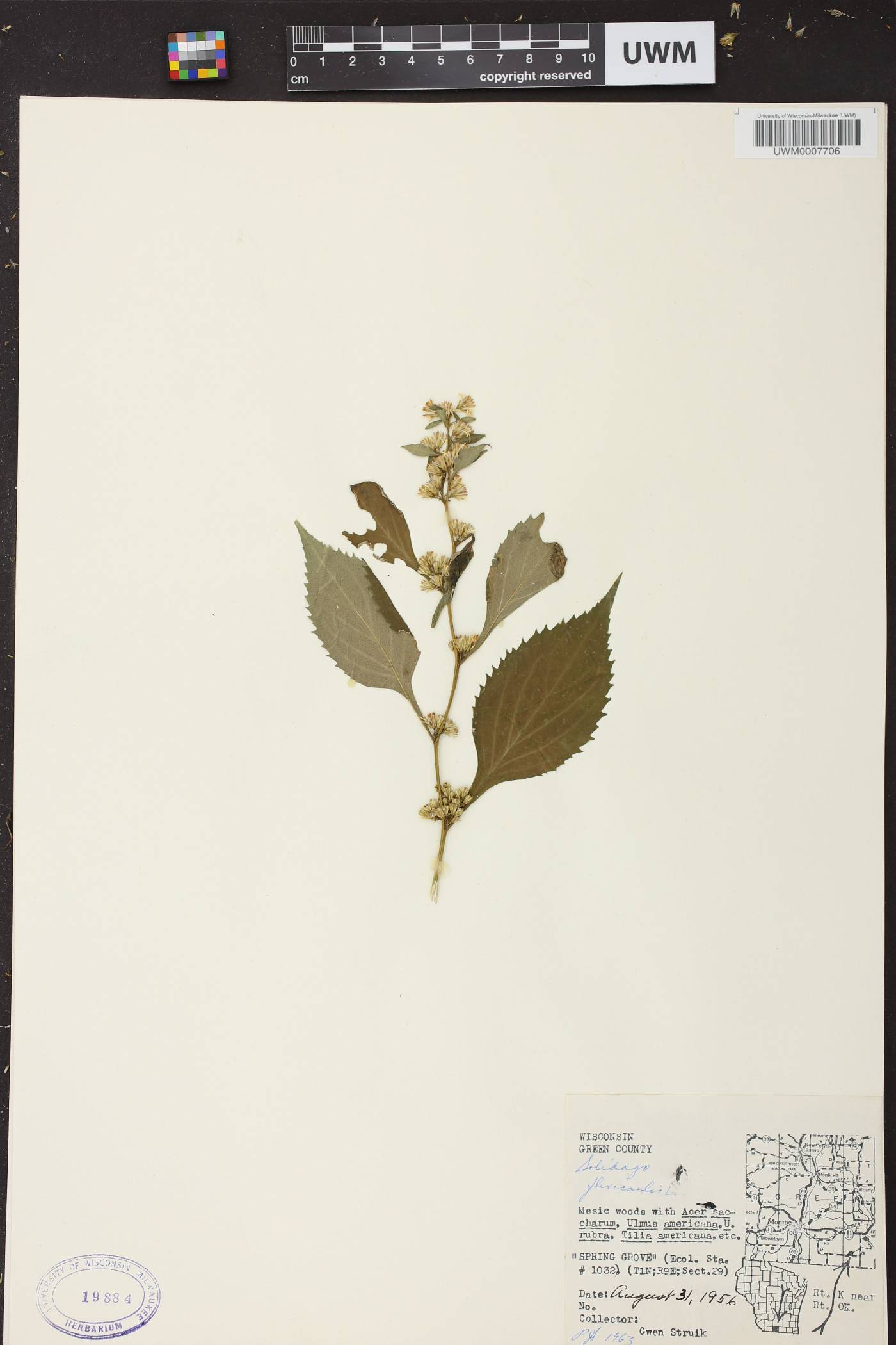 Solidago flexicaulis image