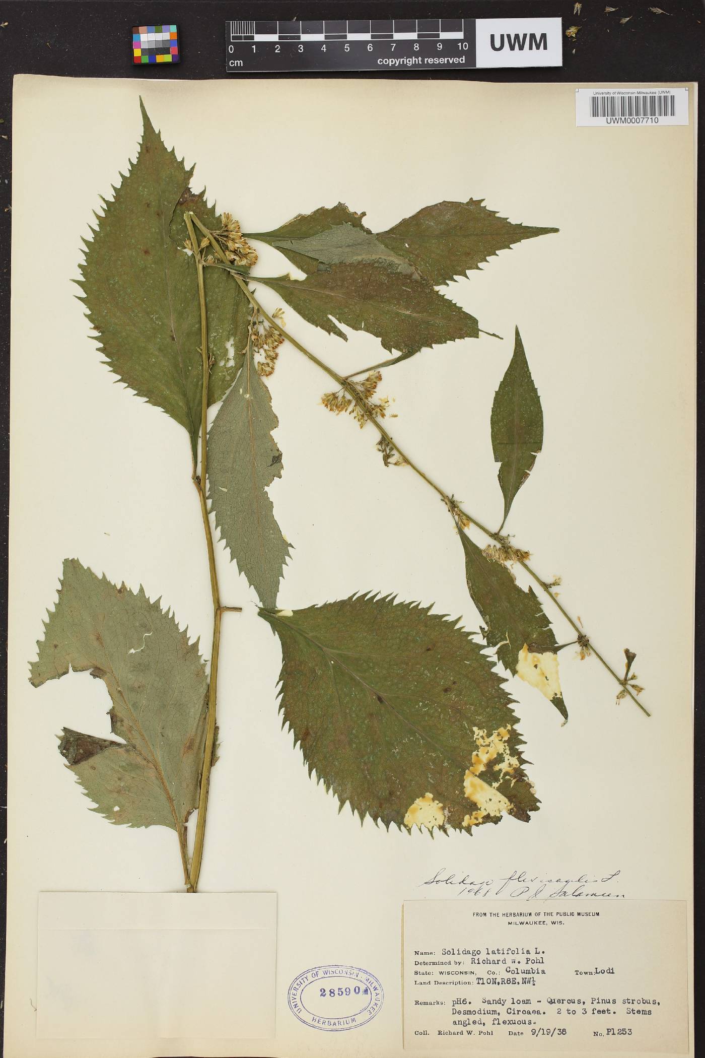 Solidago flexicaulis image