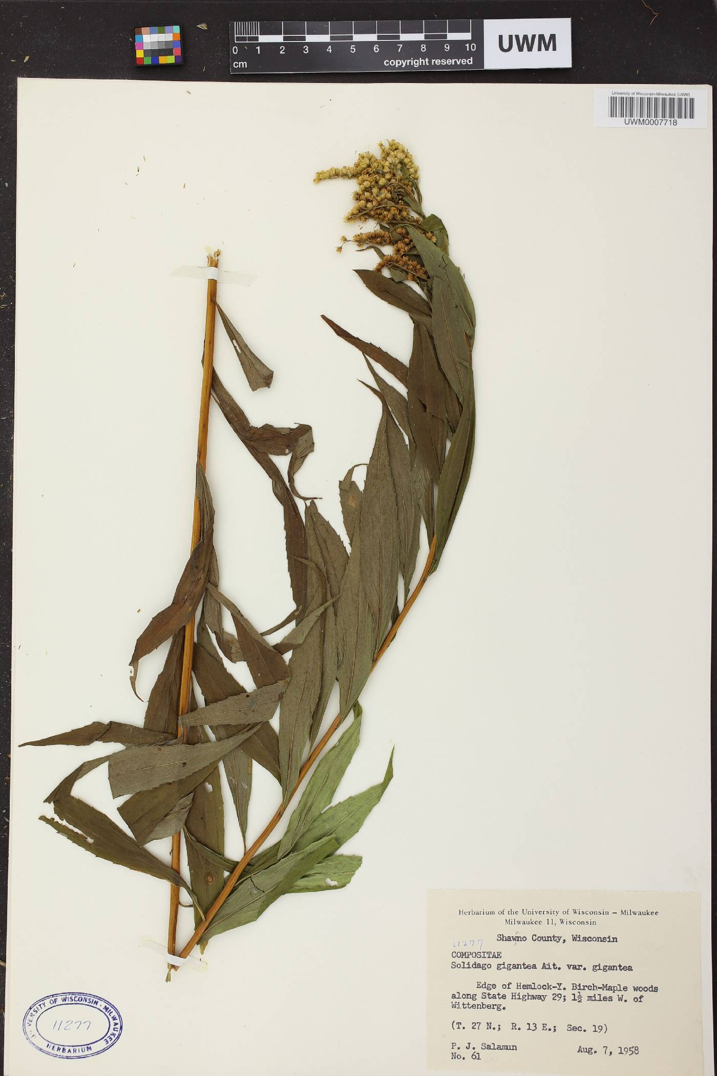 Solidago gigantea image