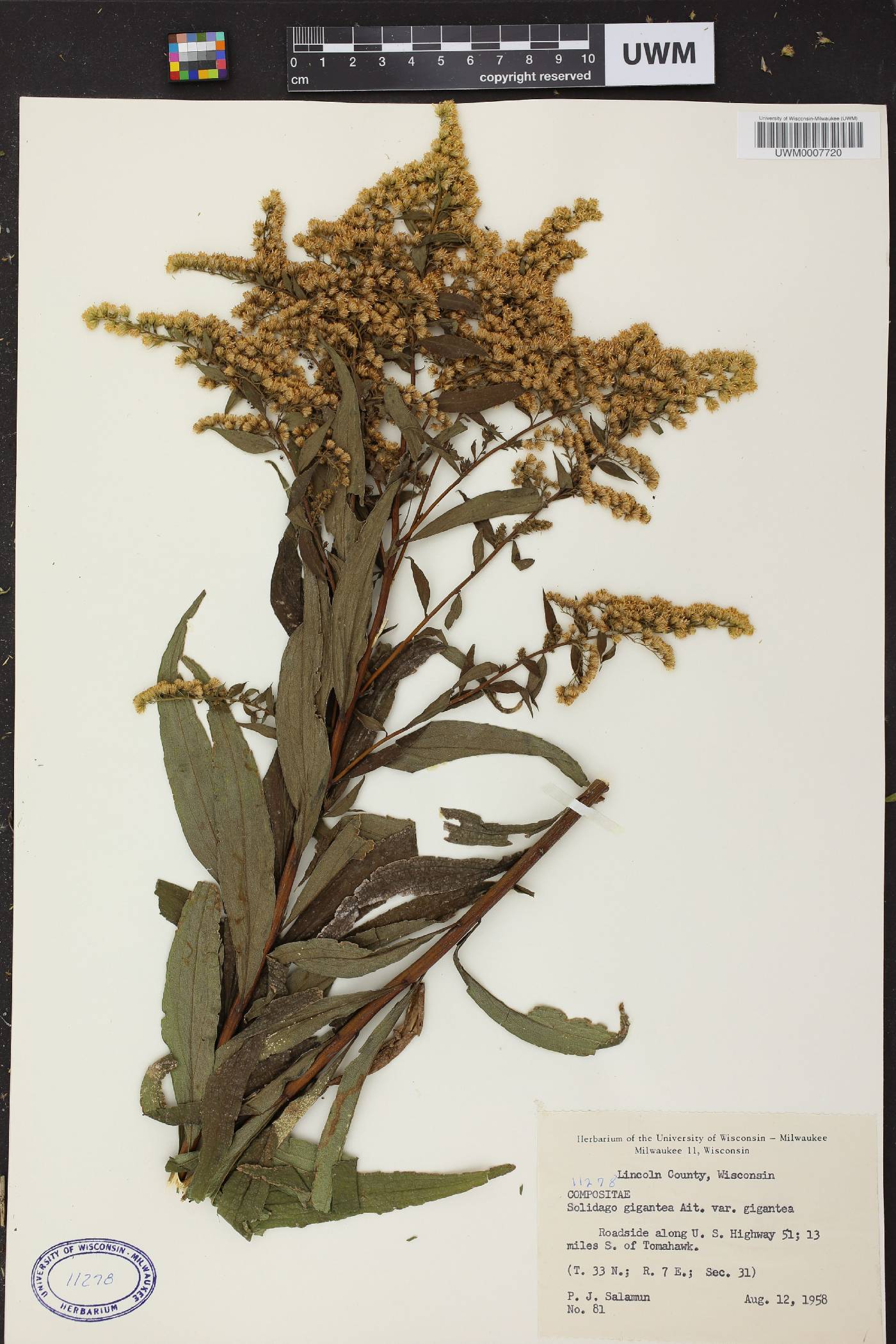 Solidago gigantea image