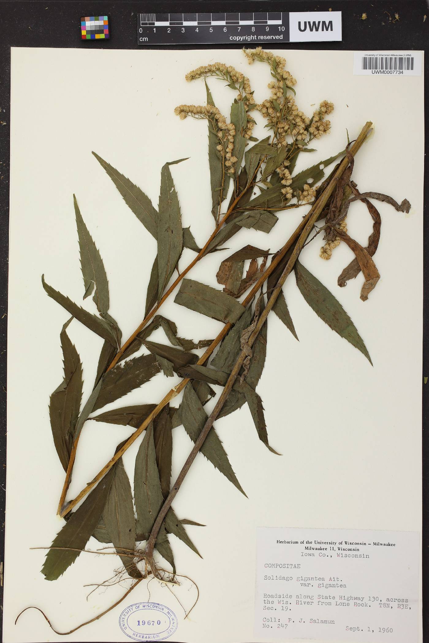 Solidago gigantea image